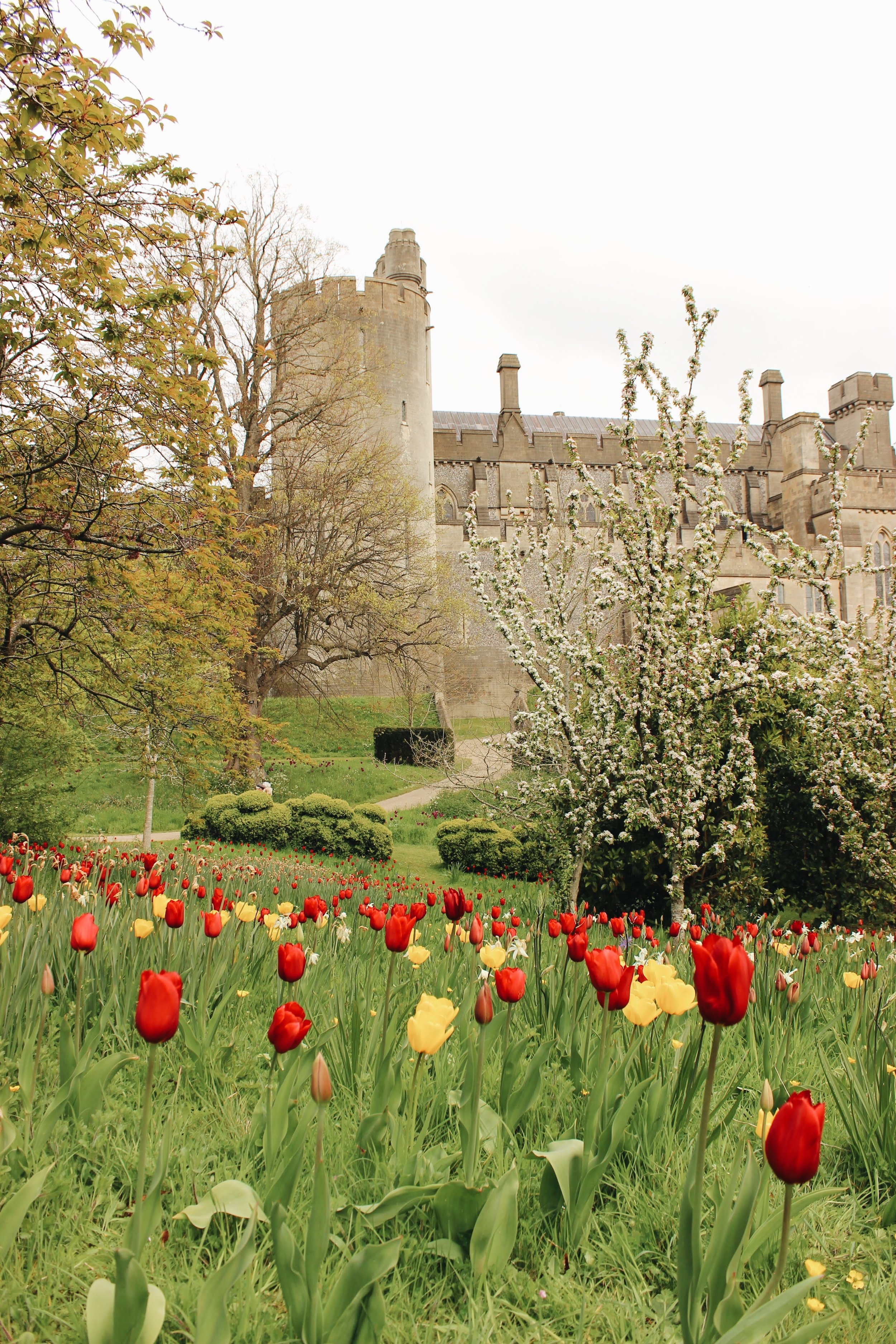 arundel castle garden tulips1.jpg