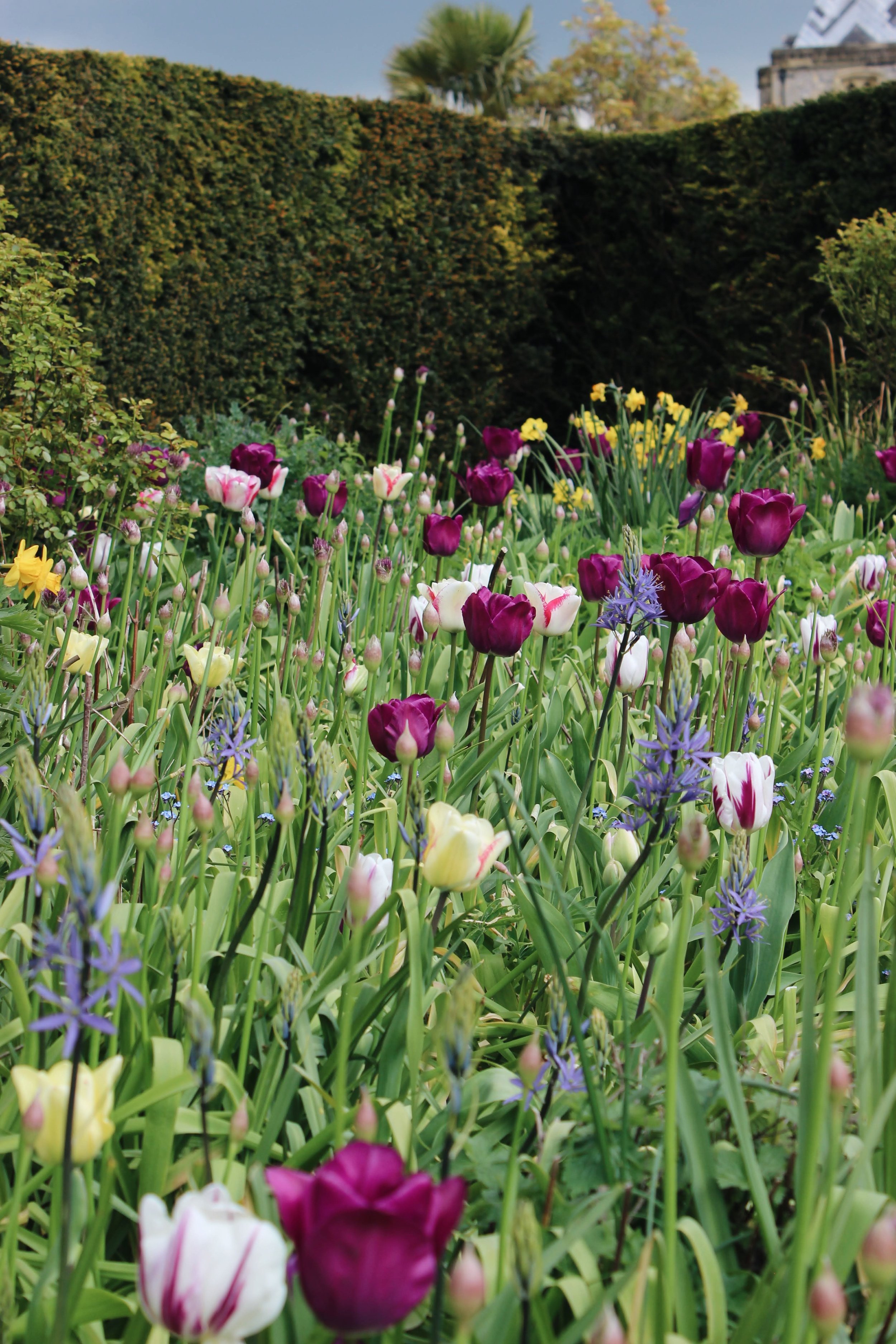 arundel castle garden tulips6.jpg