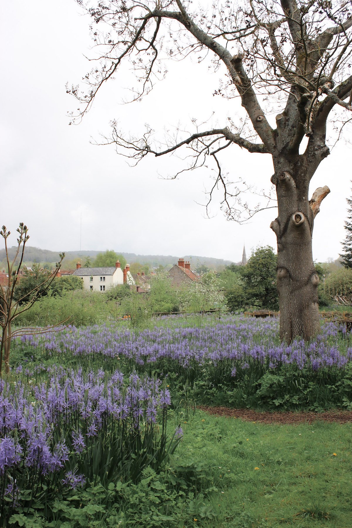 bishops palace wells garden somerset.jpg