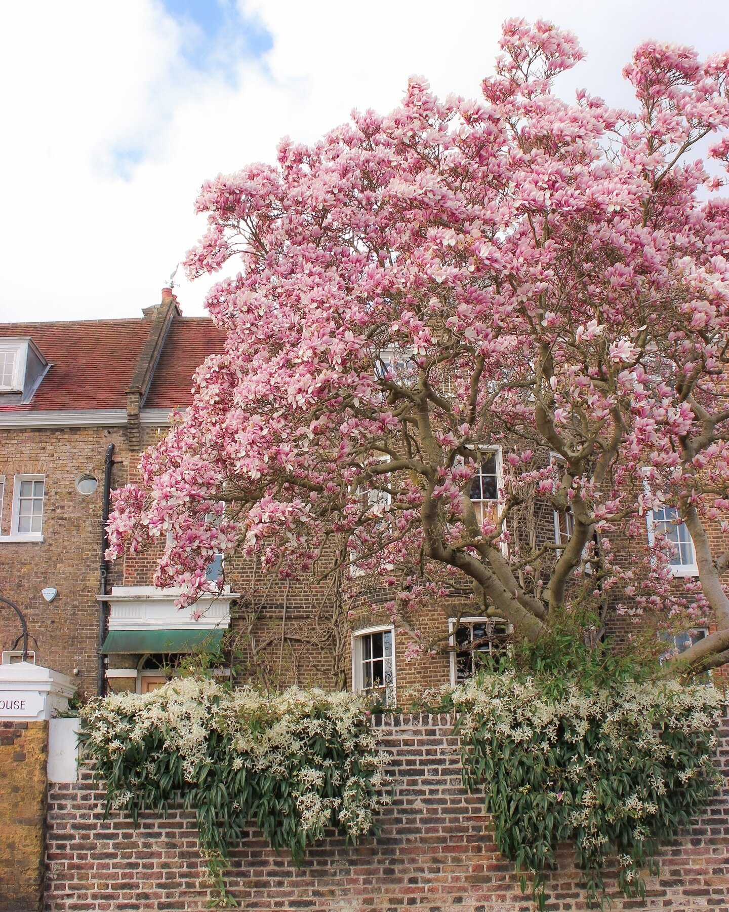 ✨that✨ magnolia tree on Chiswick Mall. 

#magnolia #magnoliatree #magnoliawatch #springinlondon #underthefloralspell #prettycitylondon #prettylittlelondon #mydarlinglondon #londonbylondoners #pursuepretty