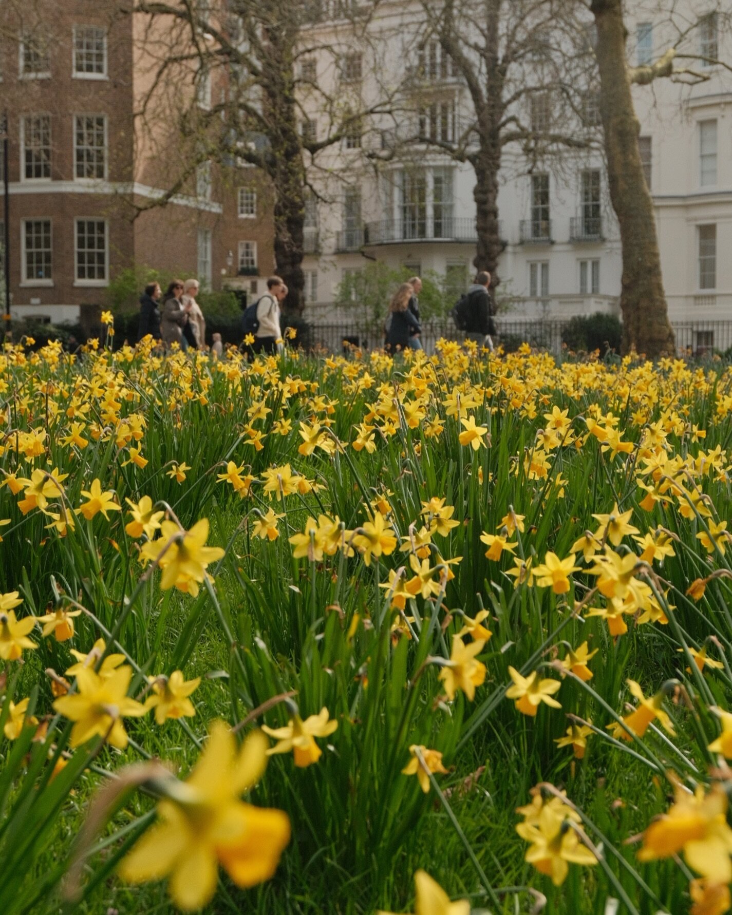 Managed to see the last of the daffs in St James Park over the weekend. Feel like I kinda missed out! And hoping I won&rsquo;t miss all the tulips while away over Easter. It&rsquo;s such a fleeting season and hard to embrace that without worrying abo