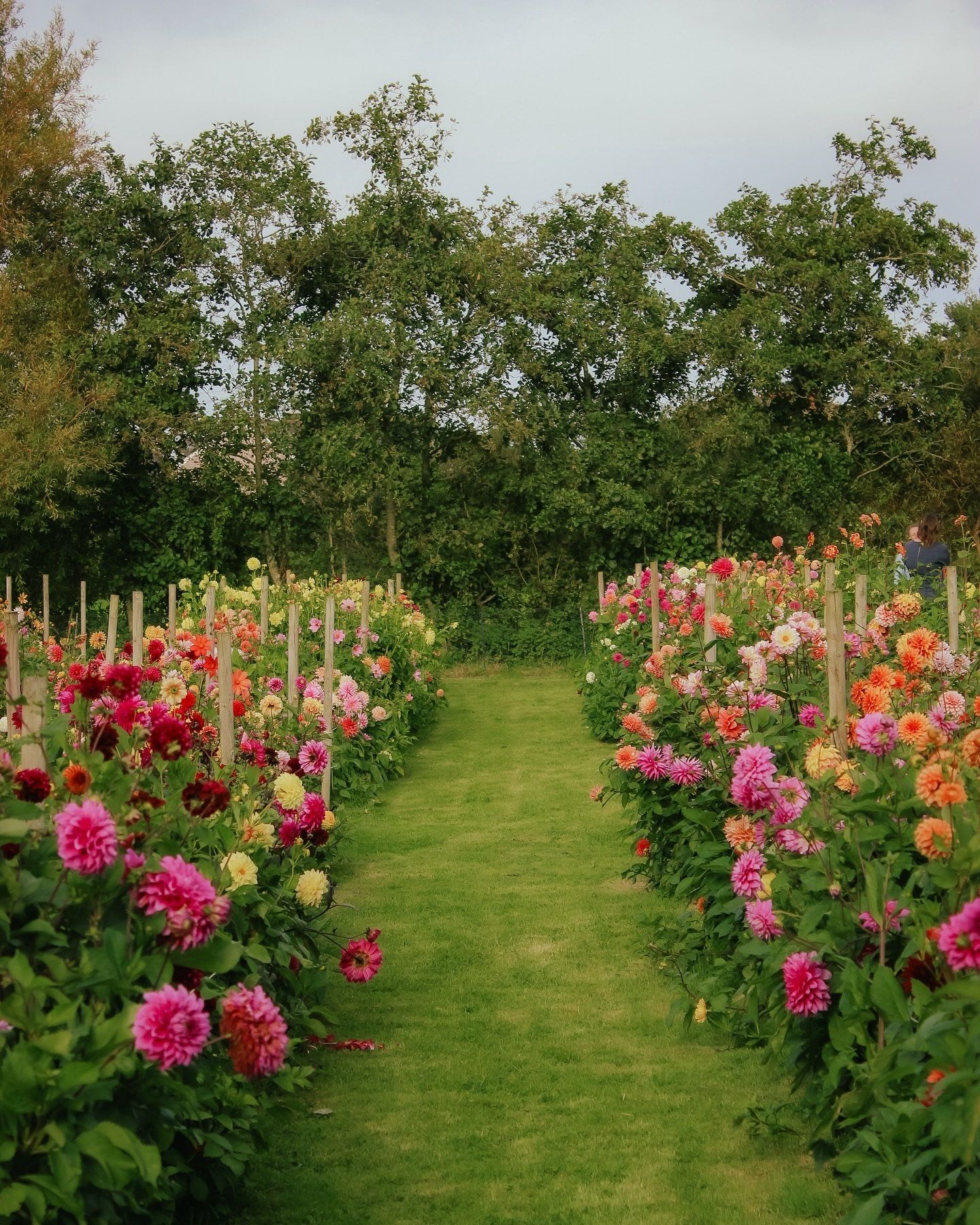 Wandering around the National Dahlia Collection in Cornwall. Absolute magic for a dahlia lover like me. I love when I find English gardens with a proliferation of dahlias in the late summer. @nationaldahliacollection 

#dahlias #dahliaseason #dahlial