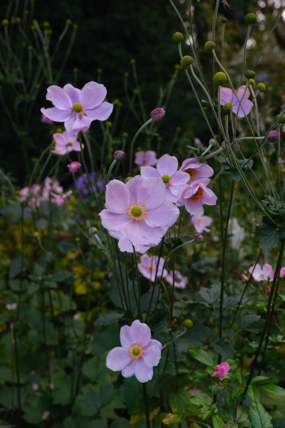 bourton on the water3.JPG