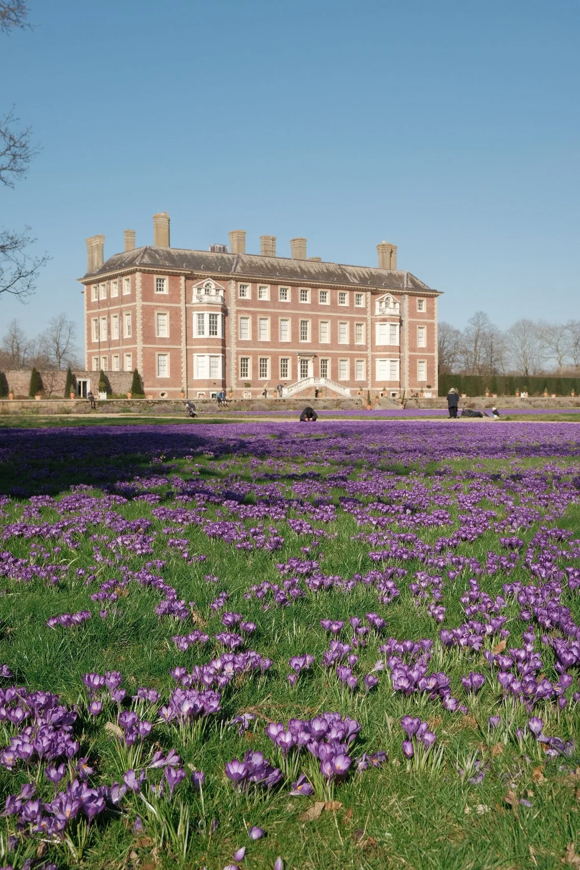 ham house with crocuses.jpg