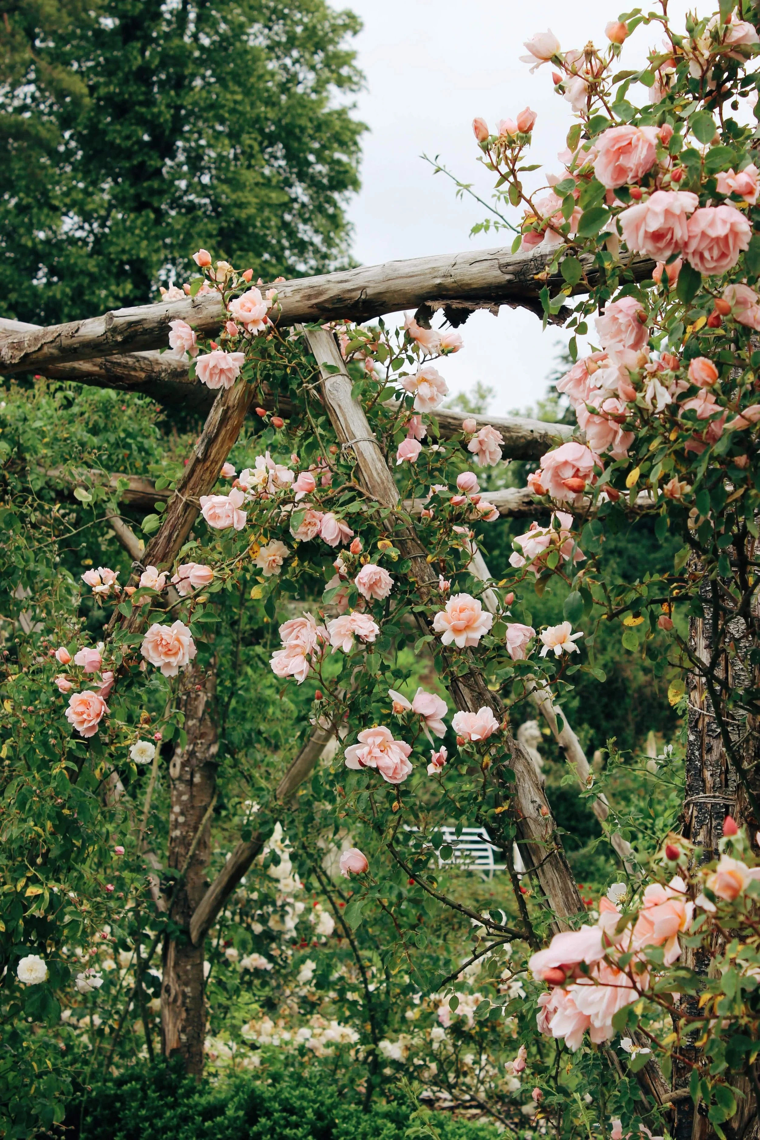 pink climbing roses at polesden lacey