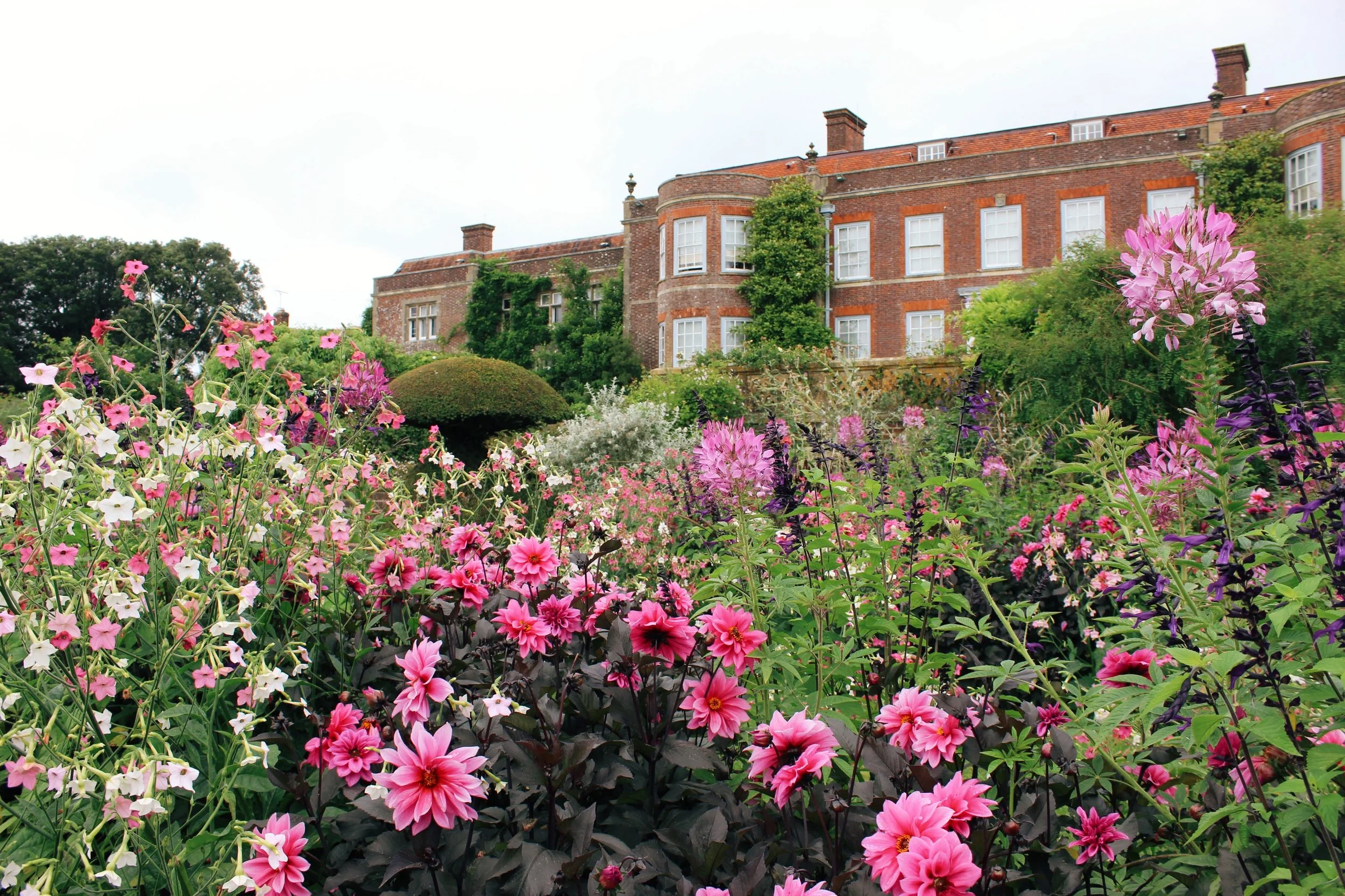 Pink dahlia garden framing National Trust house Hinton Ampner