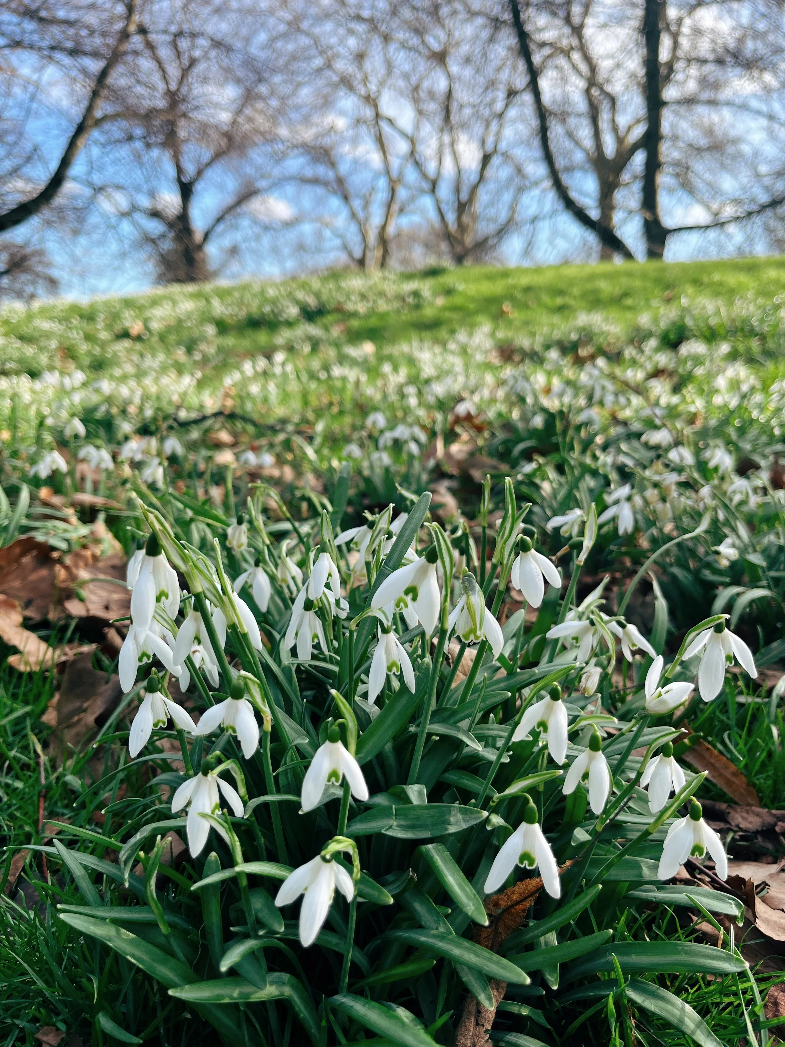 A detailed guide to spring flowers and gardens in London, England