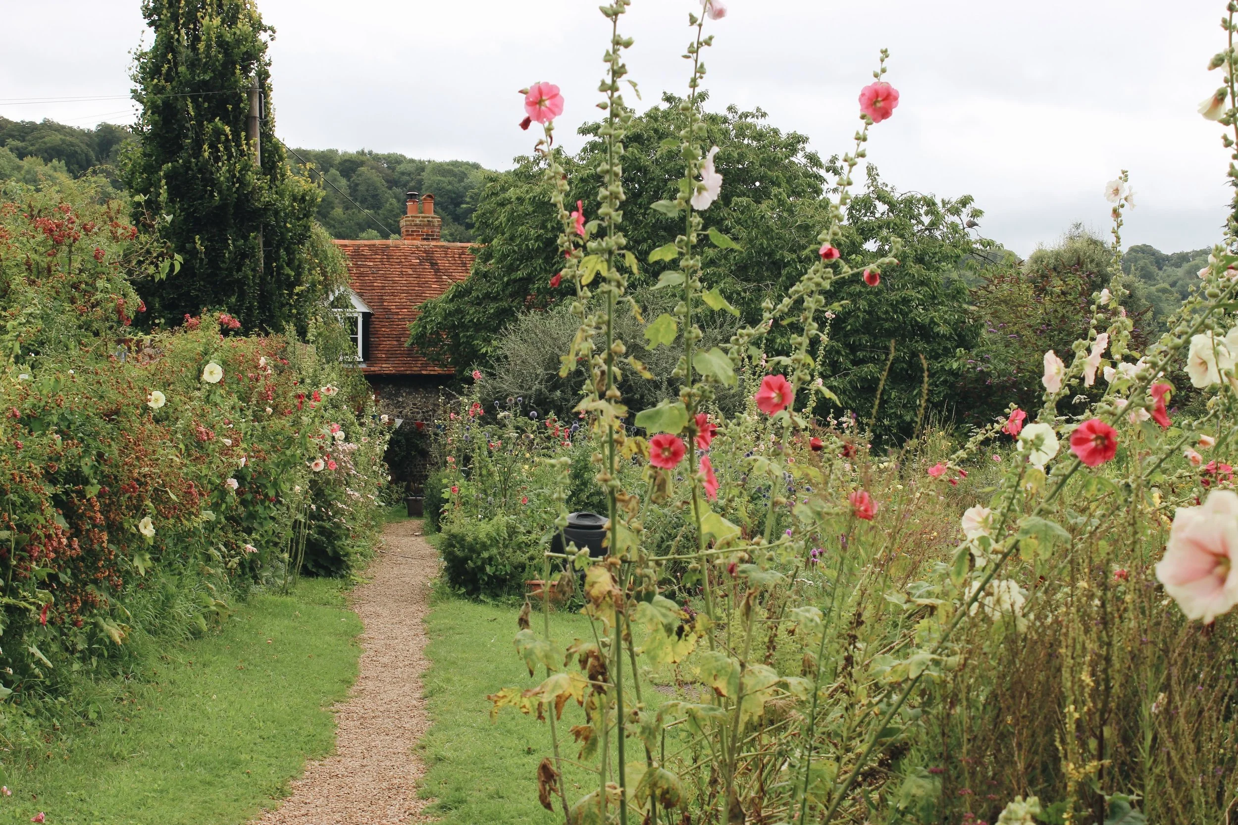 Hollyhocks line pathway to cottage in Hambleden, England