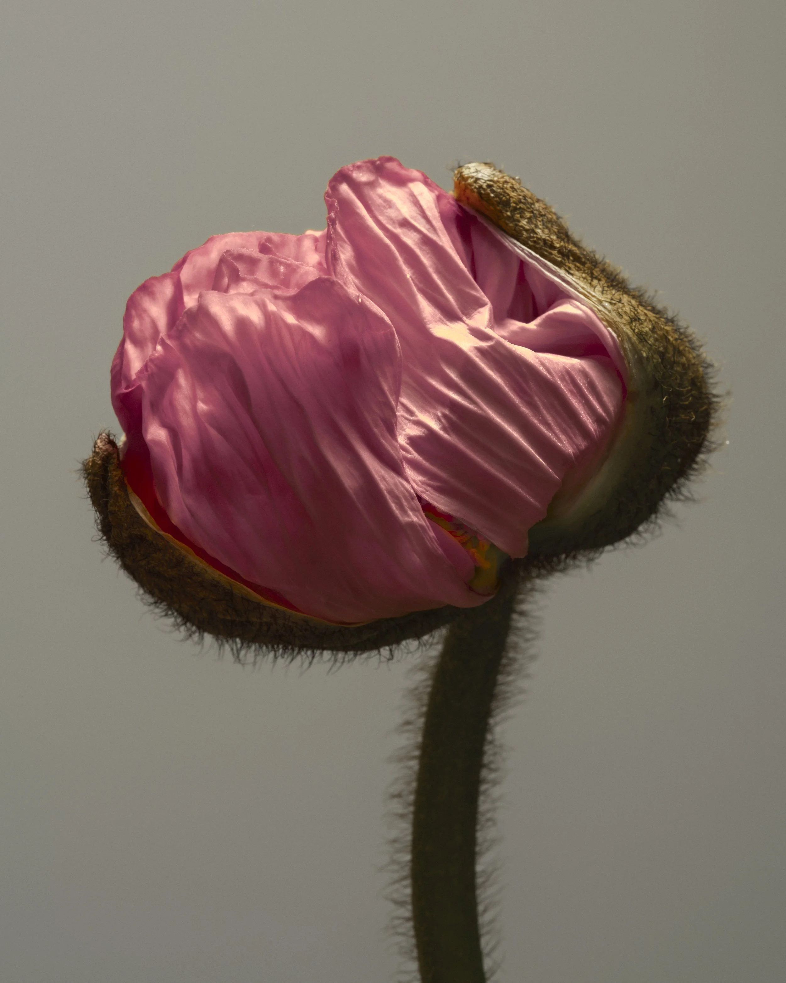 FLOWERS_SAROFF8628.JPG