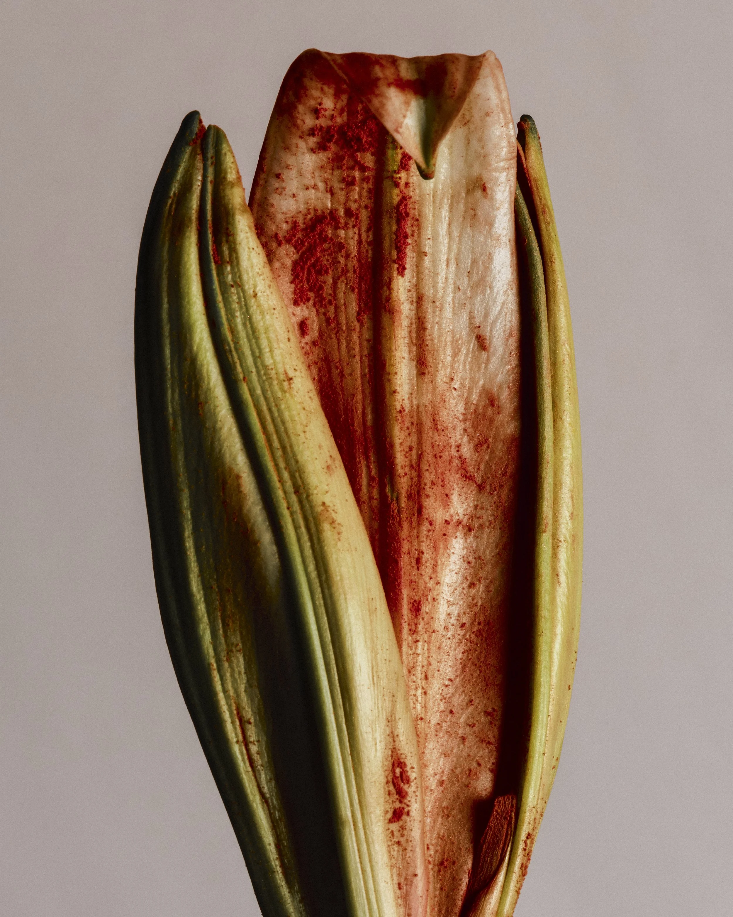 SAROFF_FLOWERS_20252492-2 2.JPG