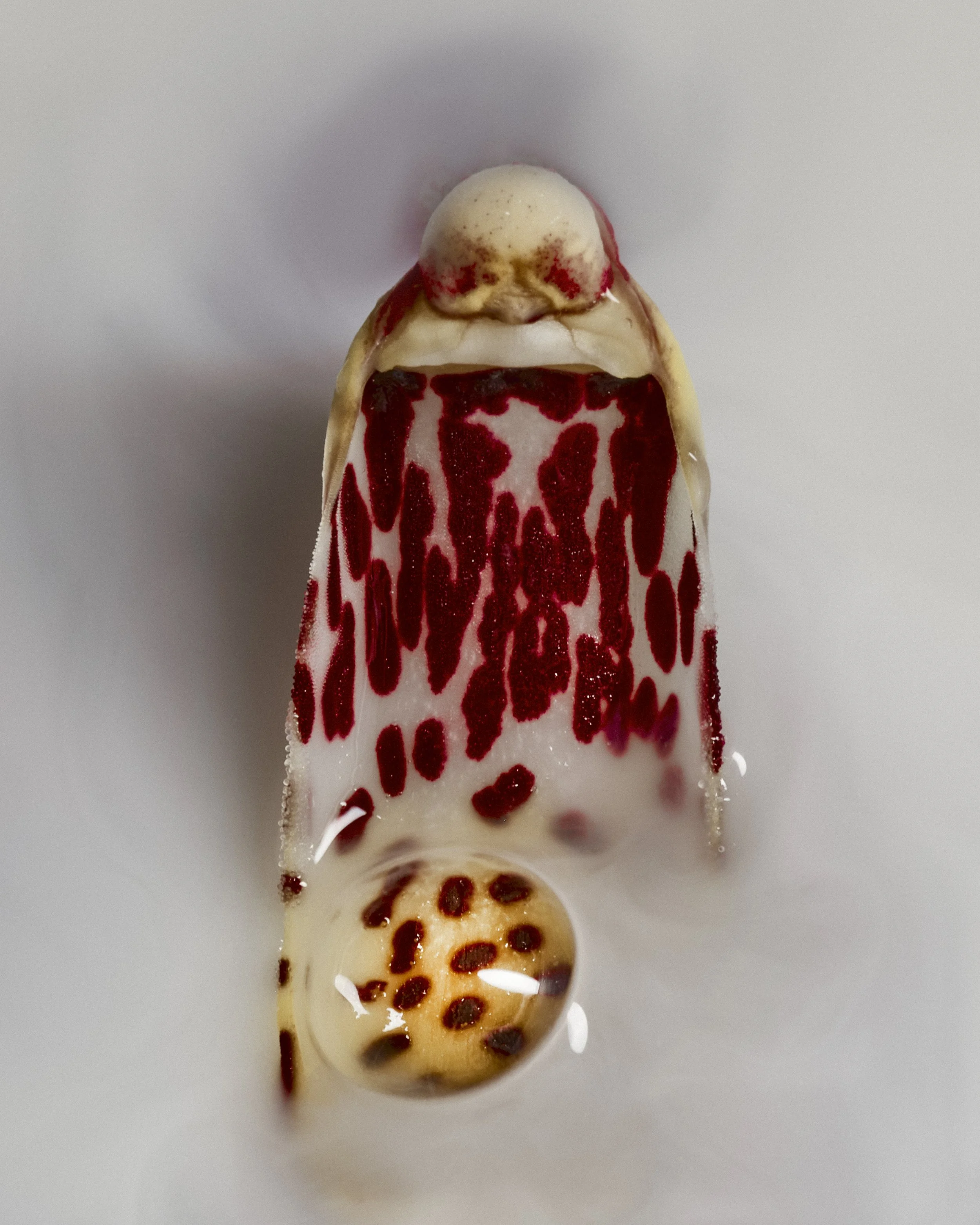 FLOWERS_SAROFF3327 2.JPG