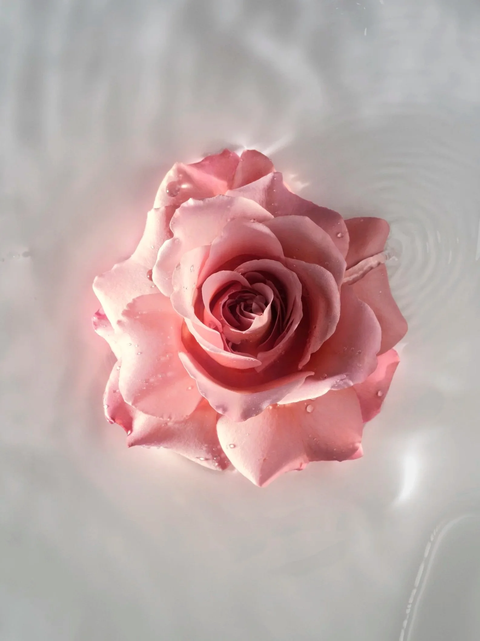 Hyper+Rose_Fragrance_RosePetals_PE_2024_054_FINAL.jpg