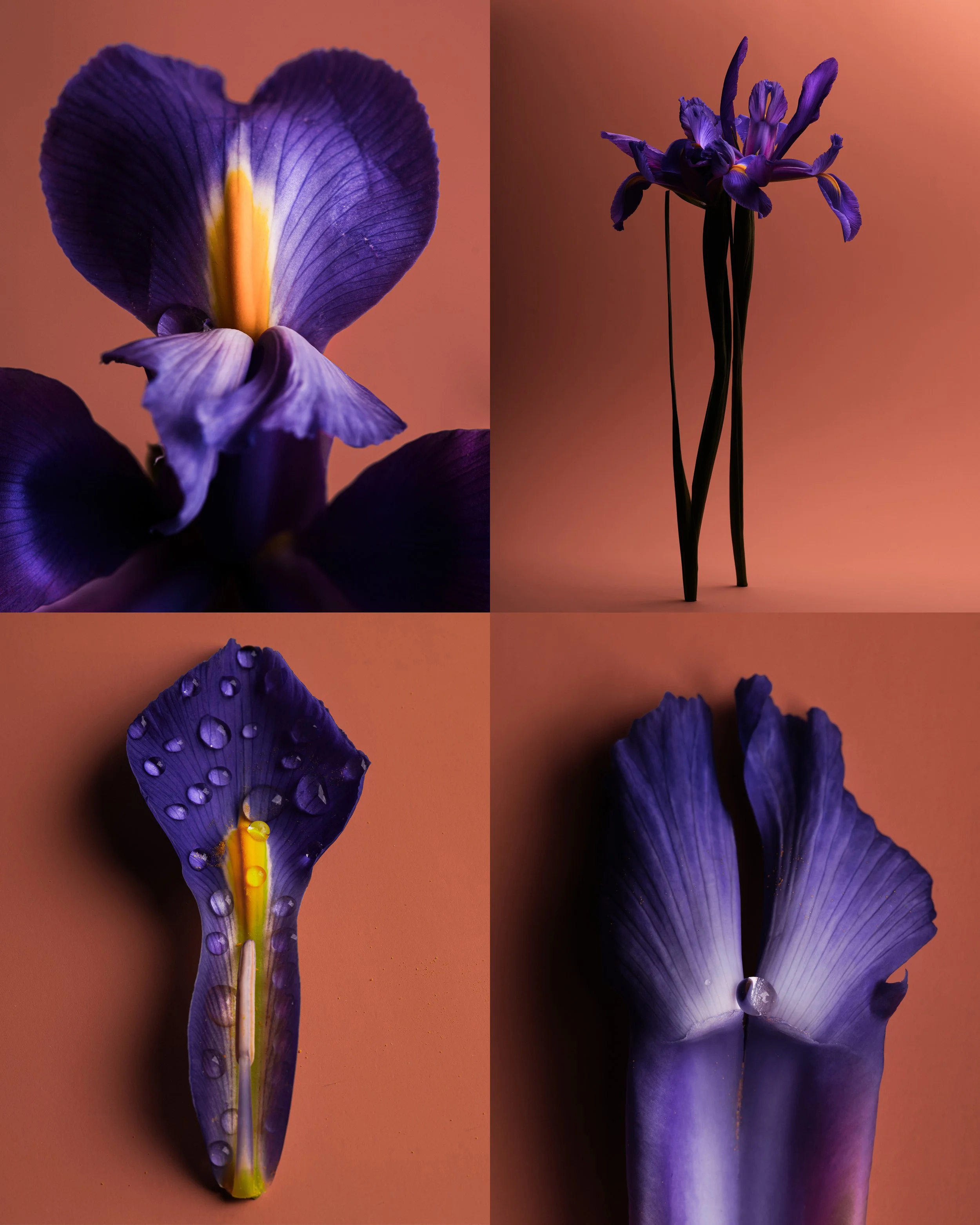 IRIS_SAROFF.jpg