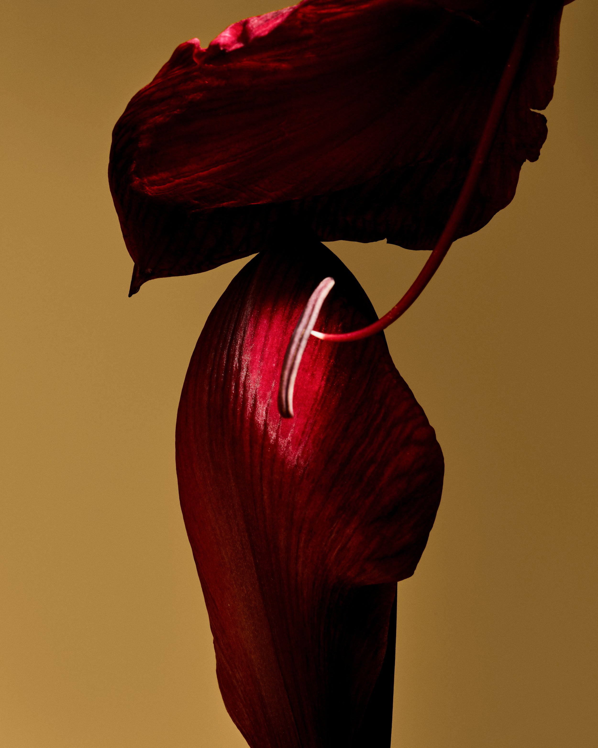 FLOWERS_SAROFF13609_ 2.jpg