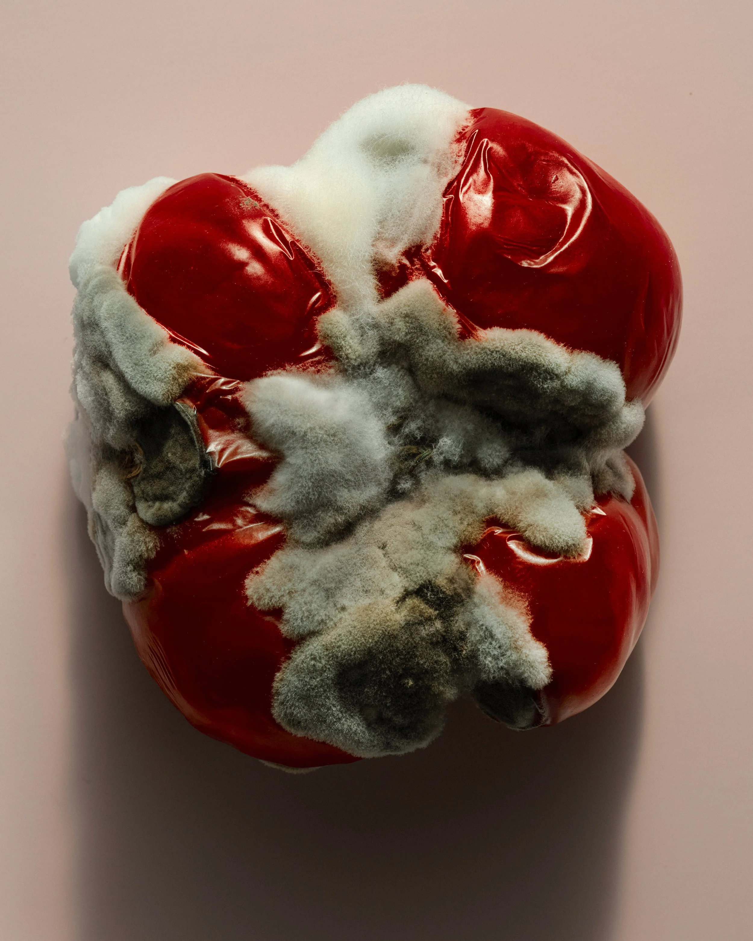 SAROFF_TOMATO-1 2_.jpg