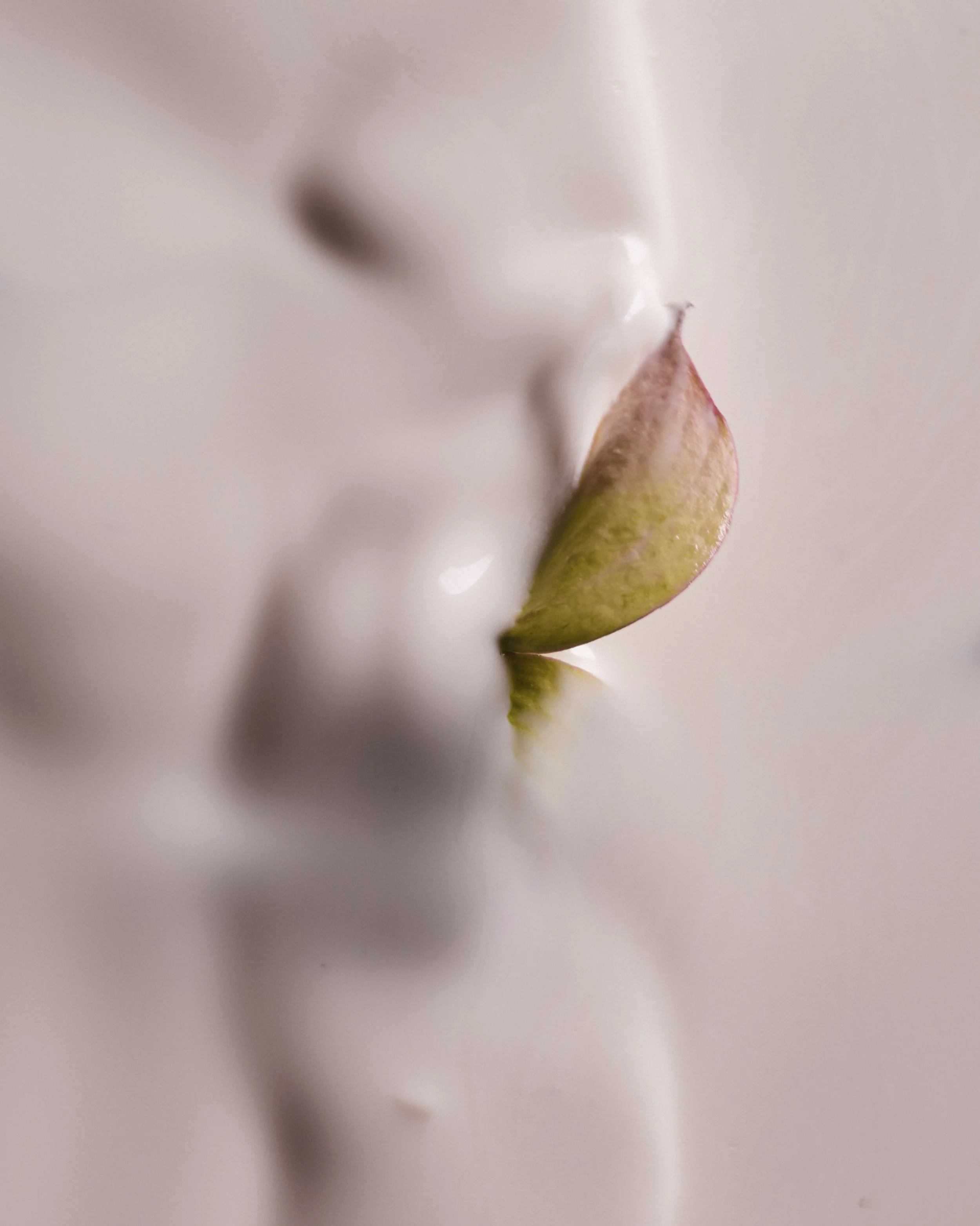 Saroff_BreathingFlowers_2025-19.jpg