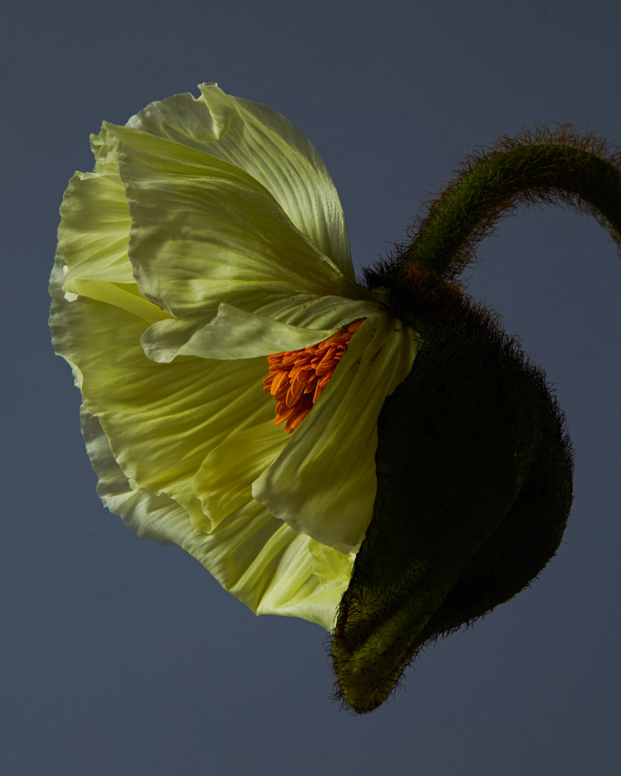 FlowersFeb243403-Edit.jpg