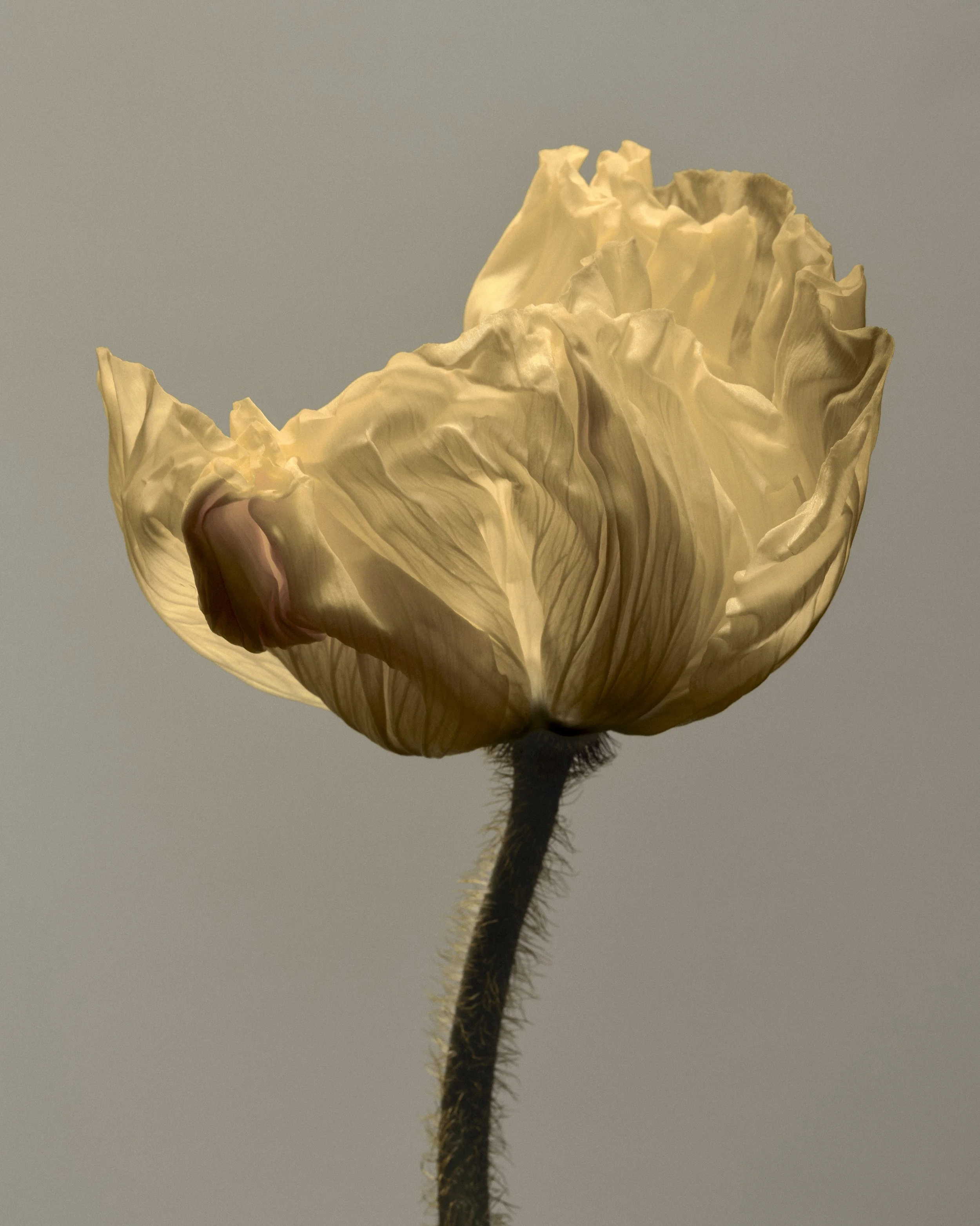 Saroff_BreathingFlowers_2025-31.jpg
