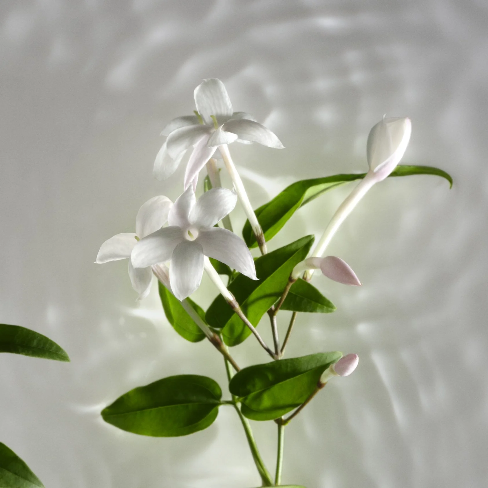 Second Skin_Fragrance_Jasmine_PE_2024_009_FINAL (1).jpg