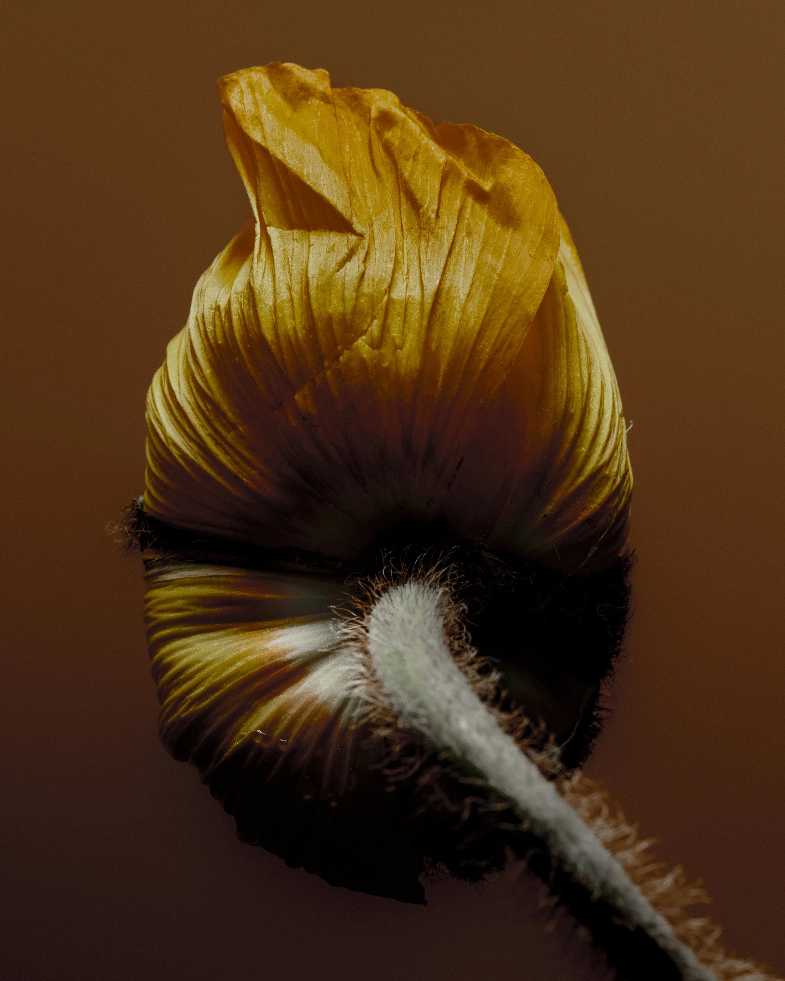 20263057_4x5.JPG