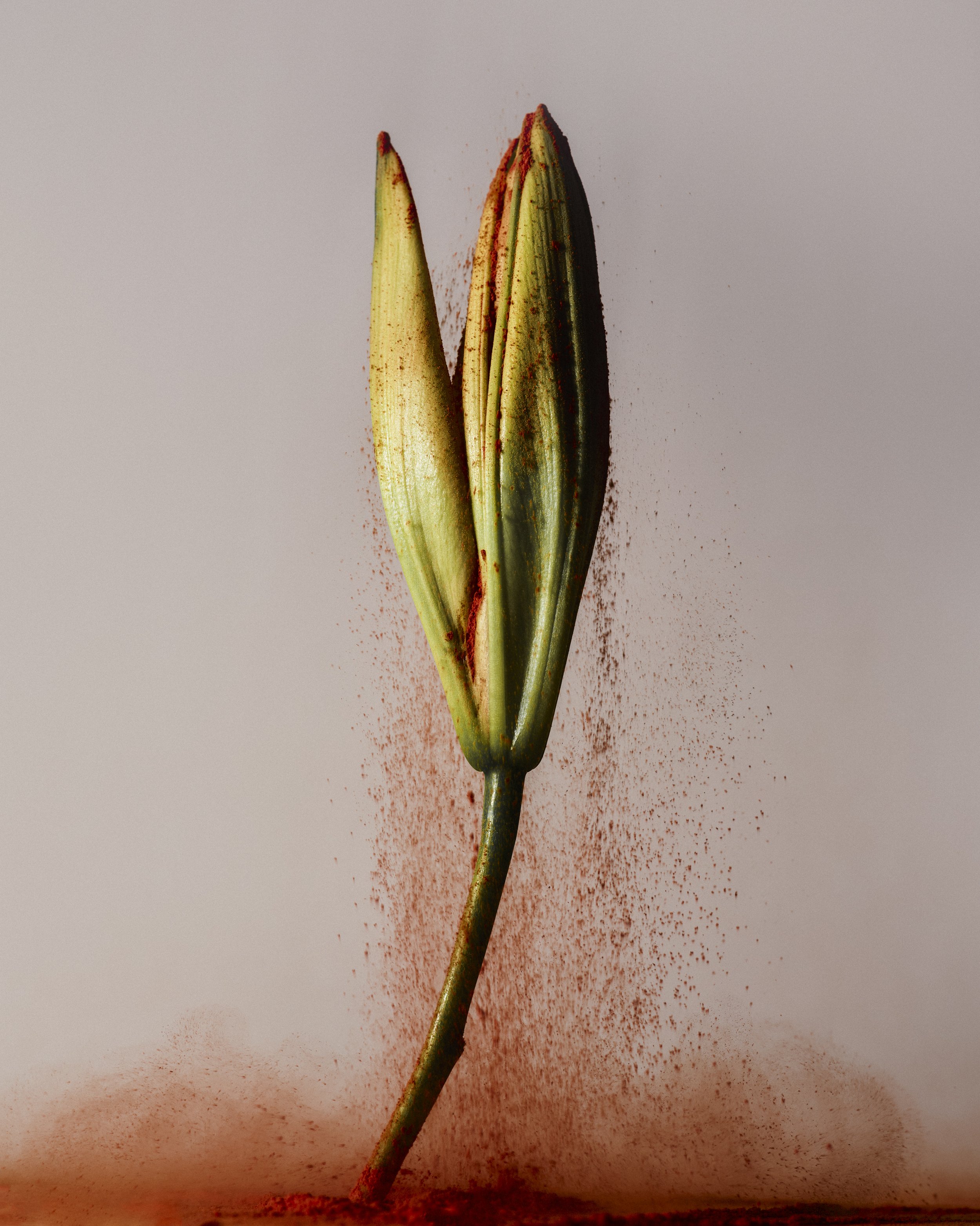 Saroff_BreathingFlowers_2025-24.jpg