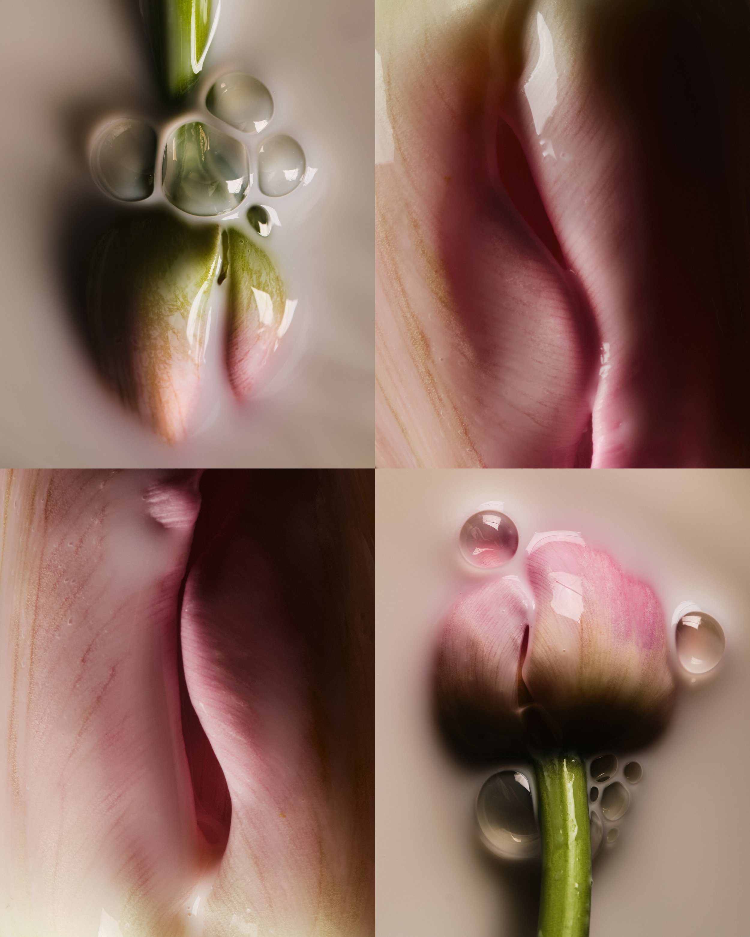 TULIPS_SAROFF_1 2.jpg