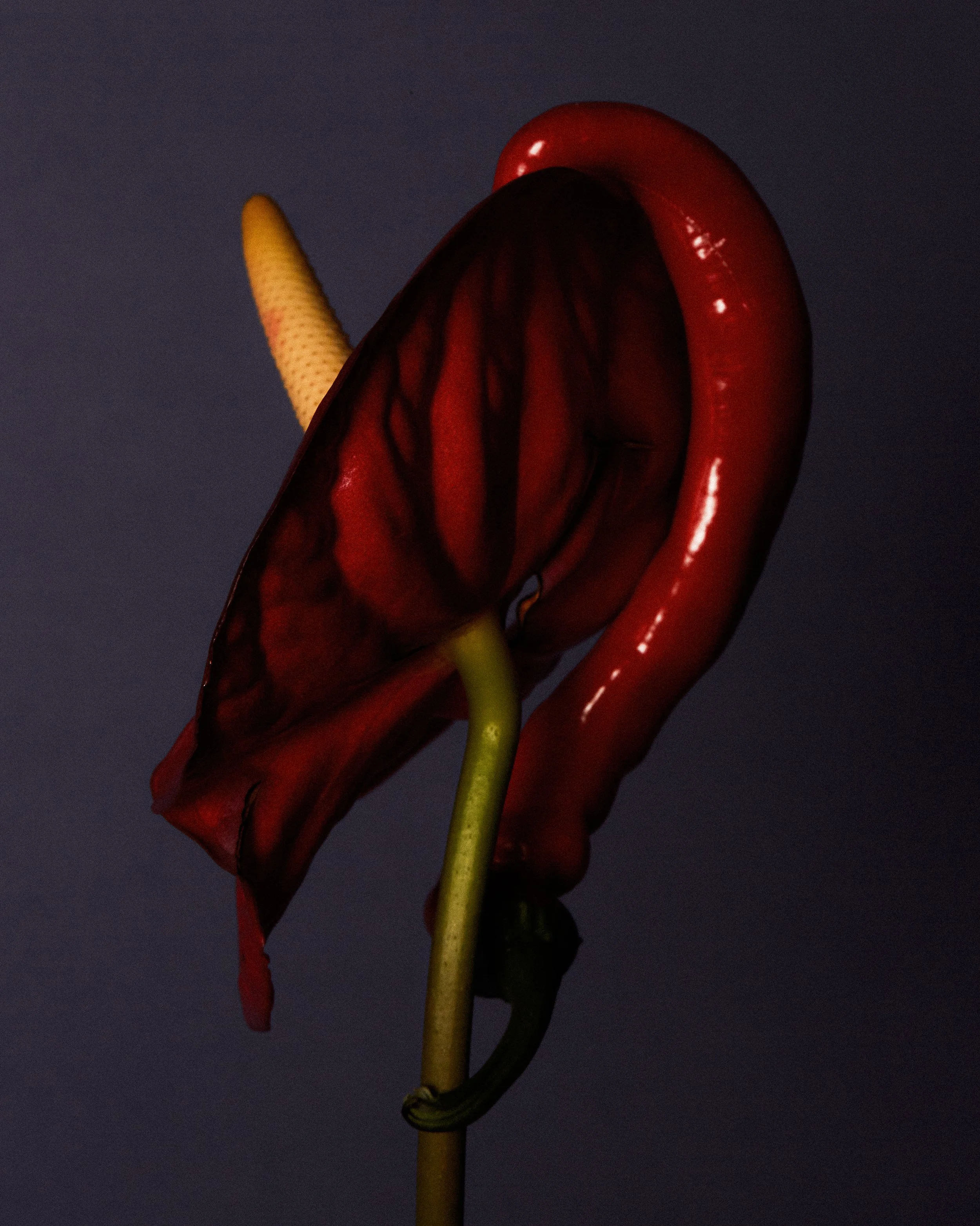 FlowersSep2601552.jpg