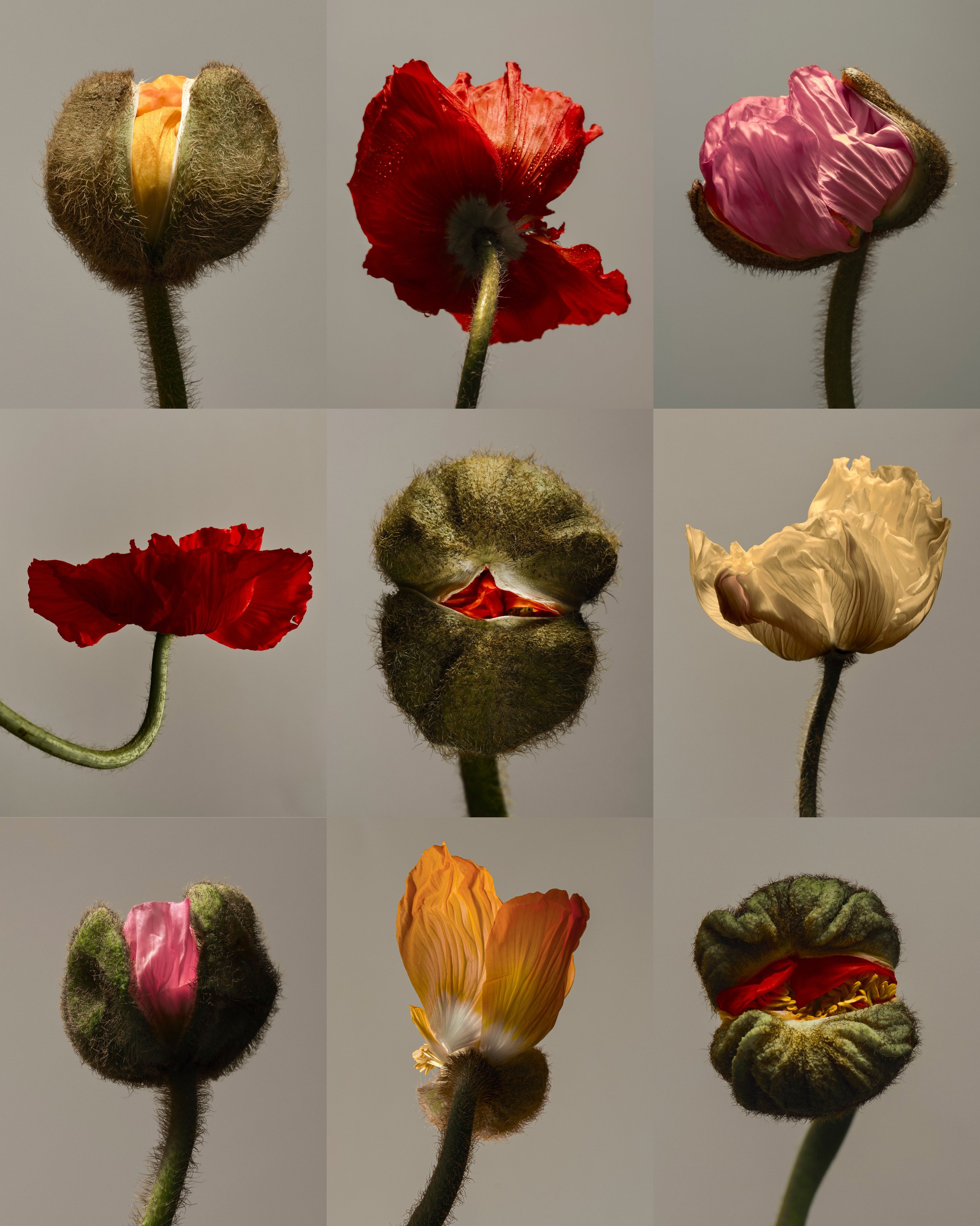 poppy study 2.jpg