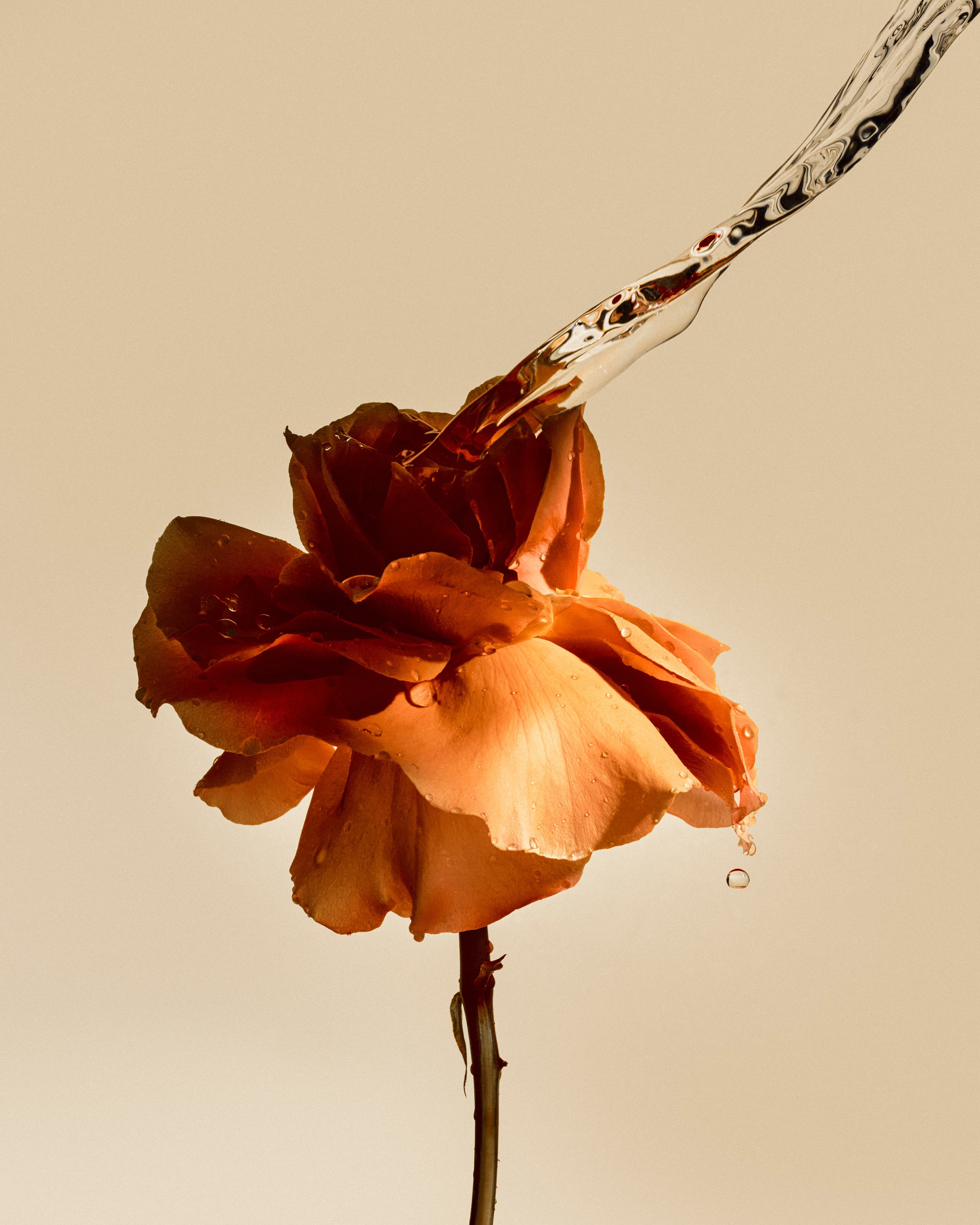 FLOWERS_SAROFF12644_ 2.jpg