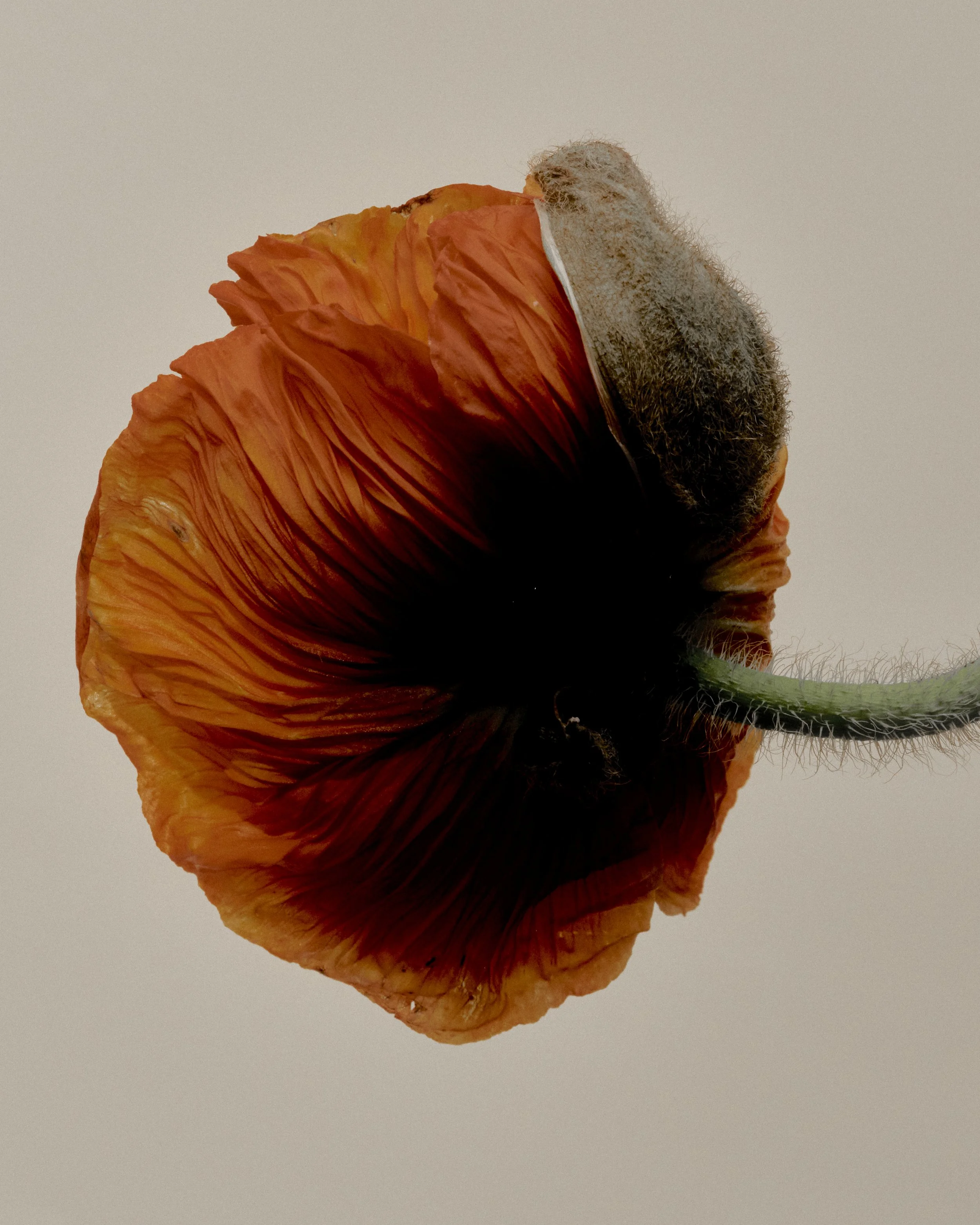 20262976_4x5.JPG