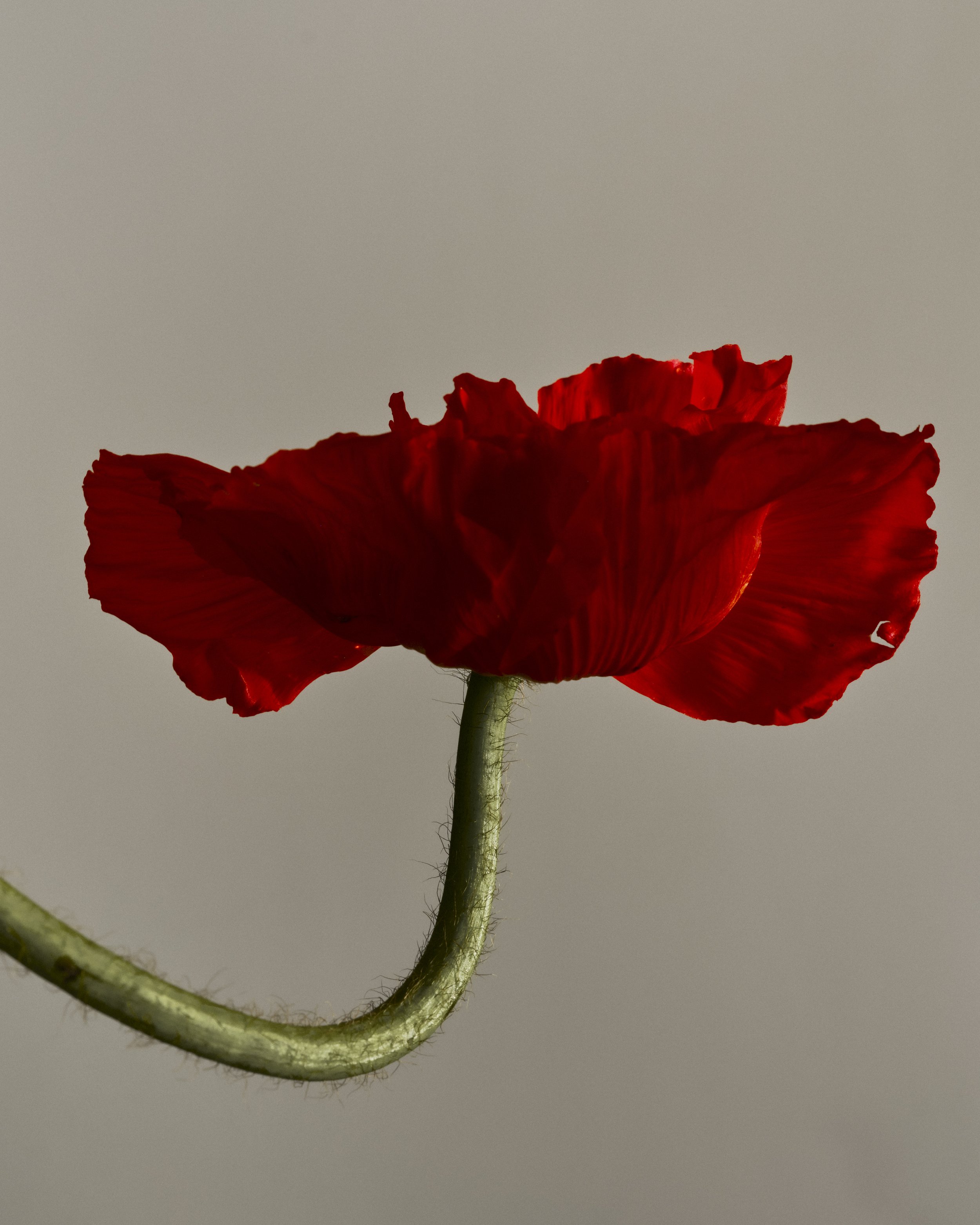 Saroff_BreathingFlowers_2025-34.jpg