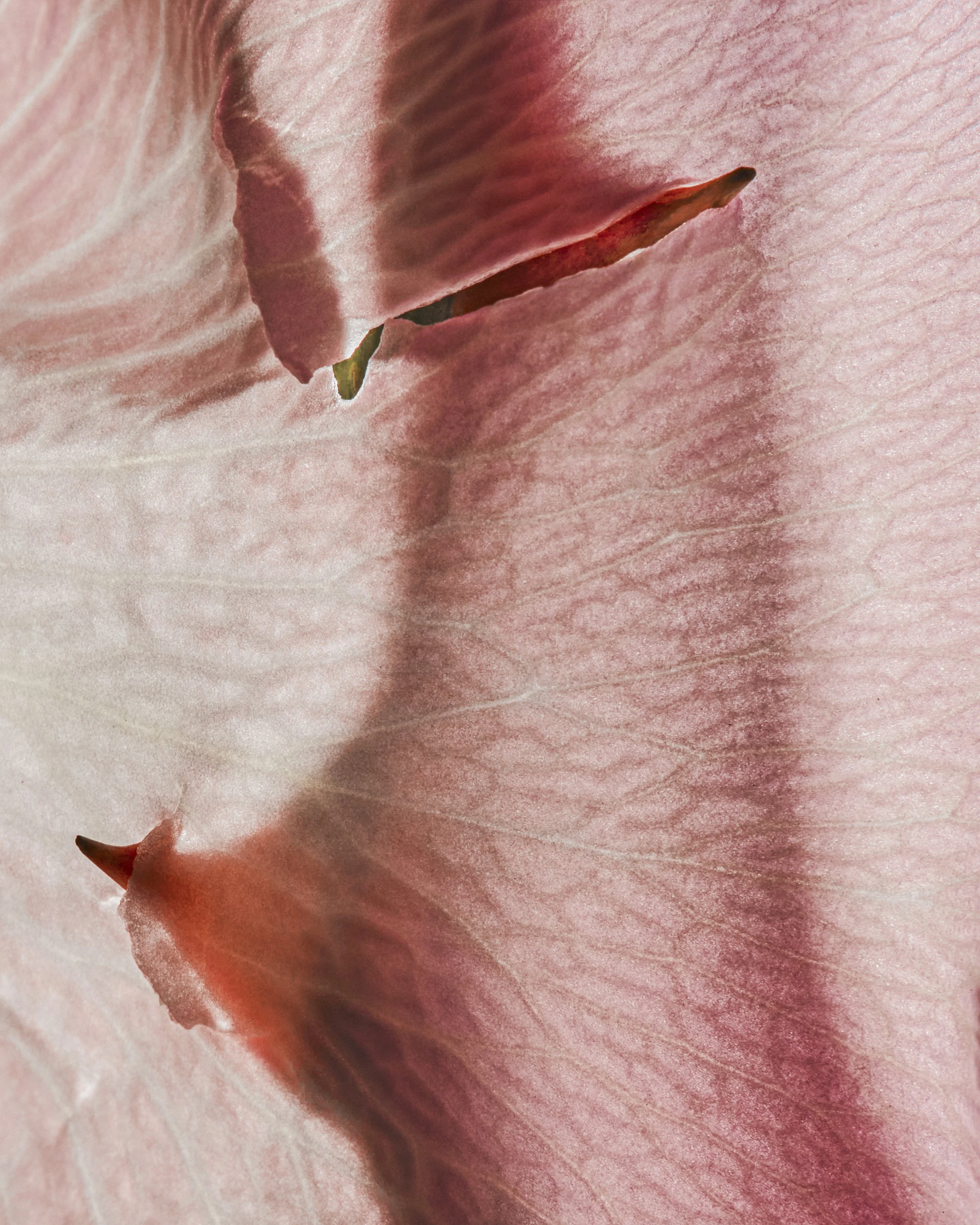 Saroff_BreathingFlowers_2025-36.jpg