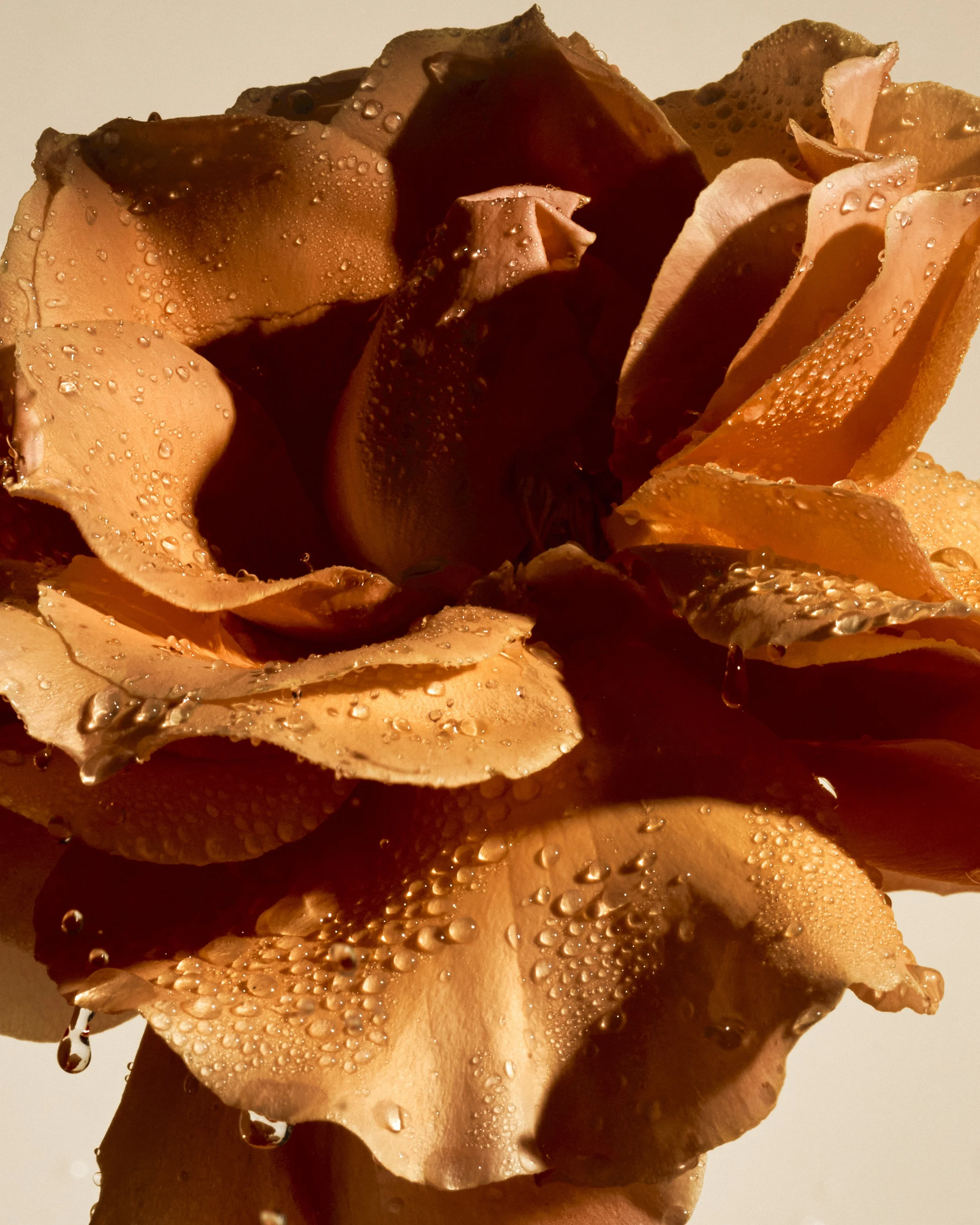 FLOWERS_SAROFF12615_ 2.JPG