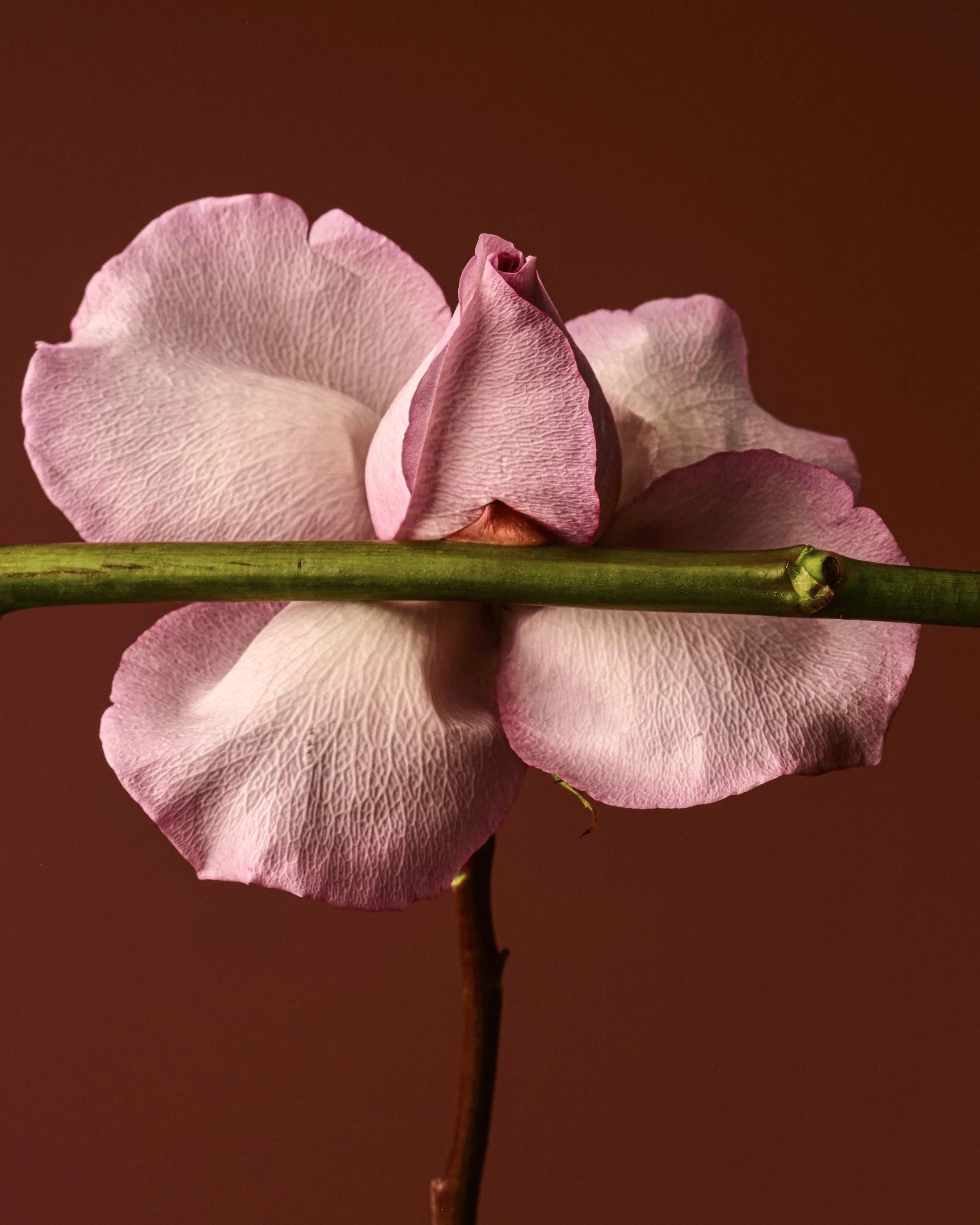 SAROFF_2025_ROSES_1254 2.jpg