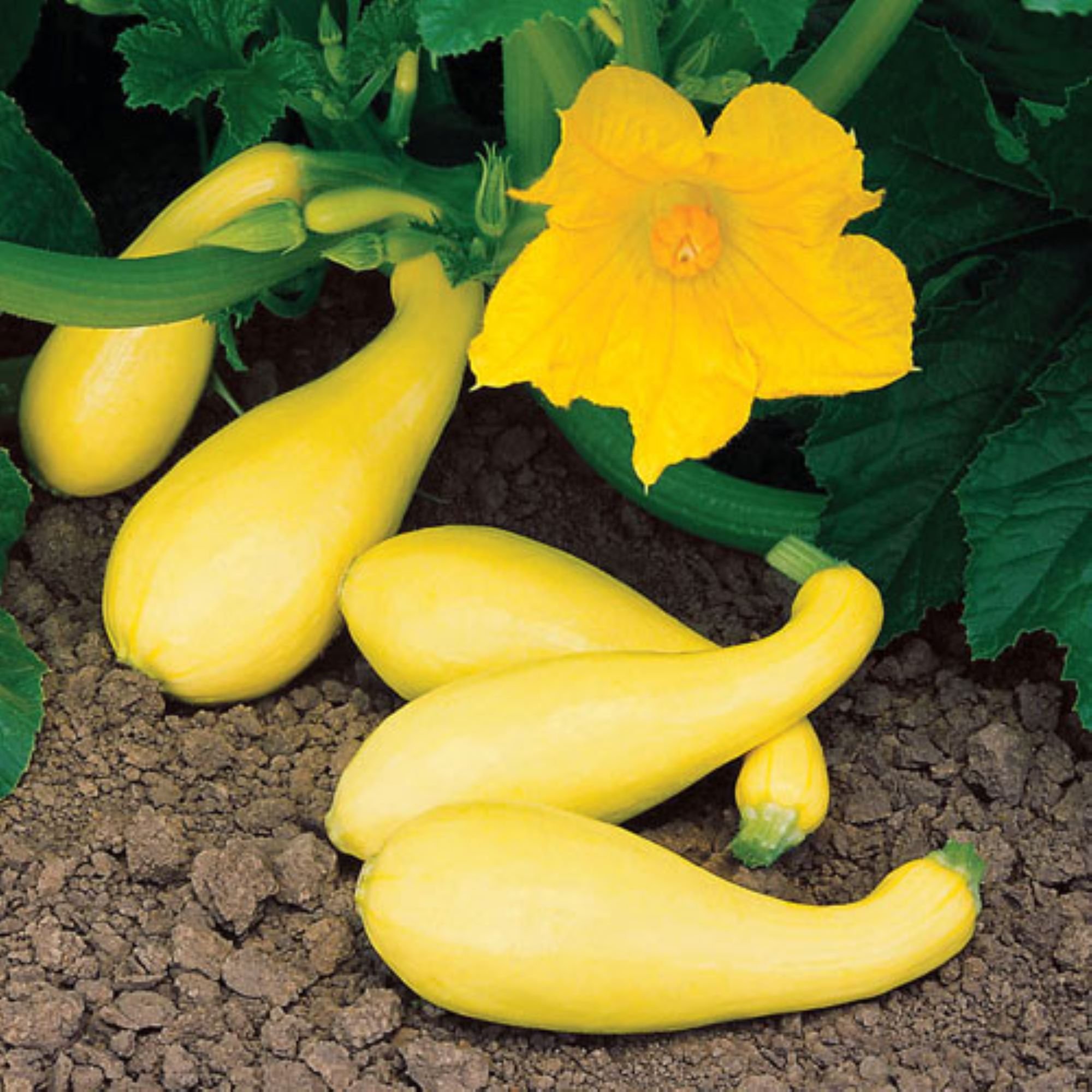Squash Summer Crookneck.jpeg