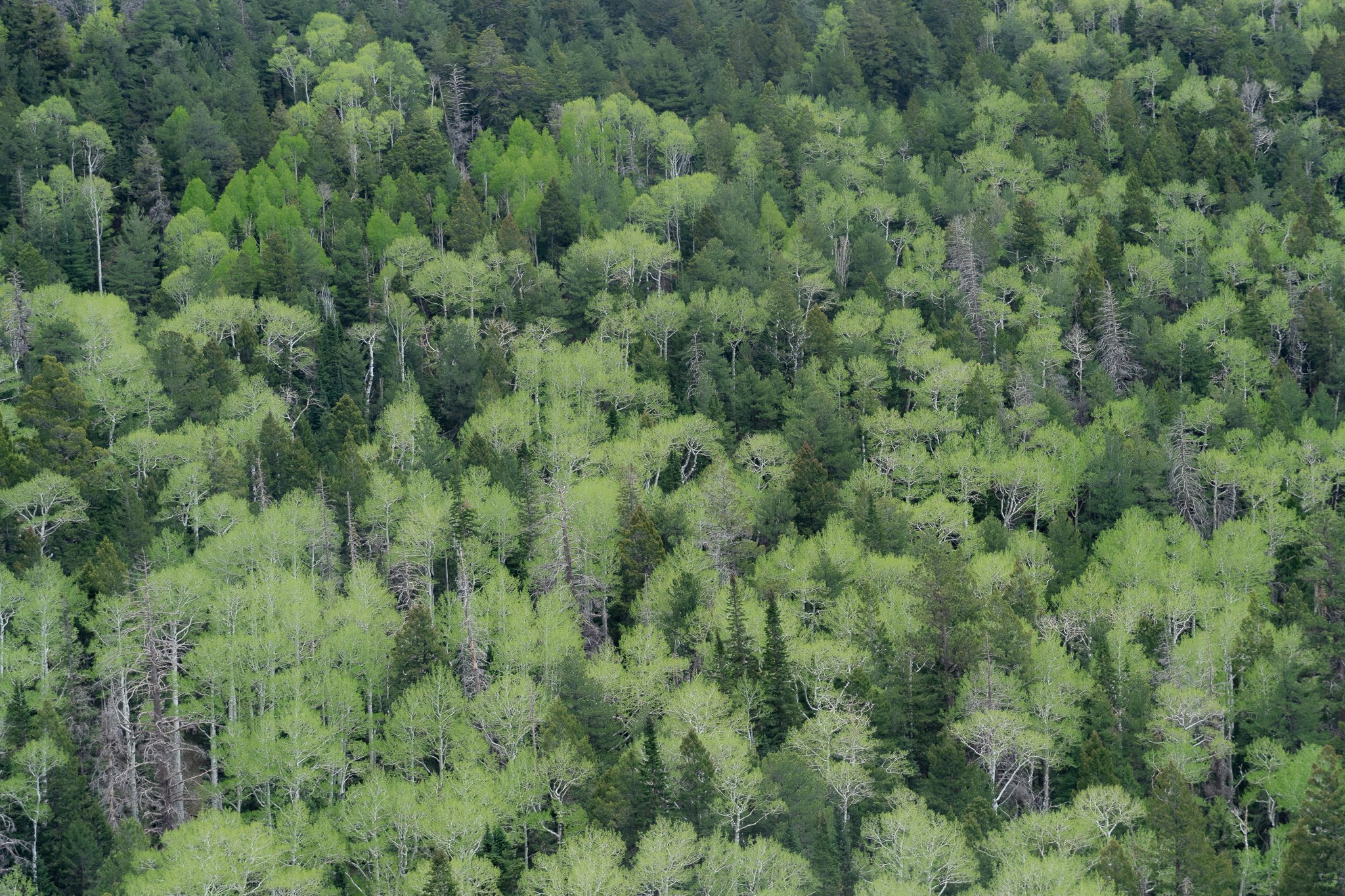 Weatherford Trail trees.jpg