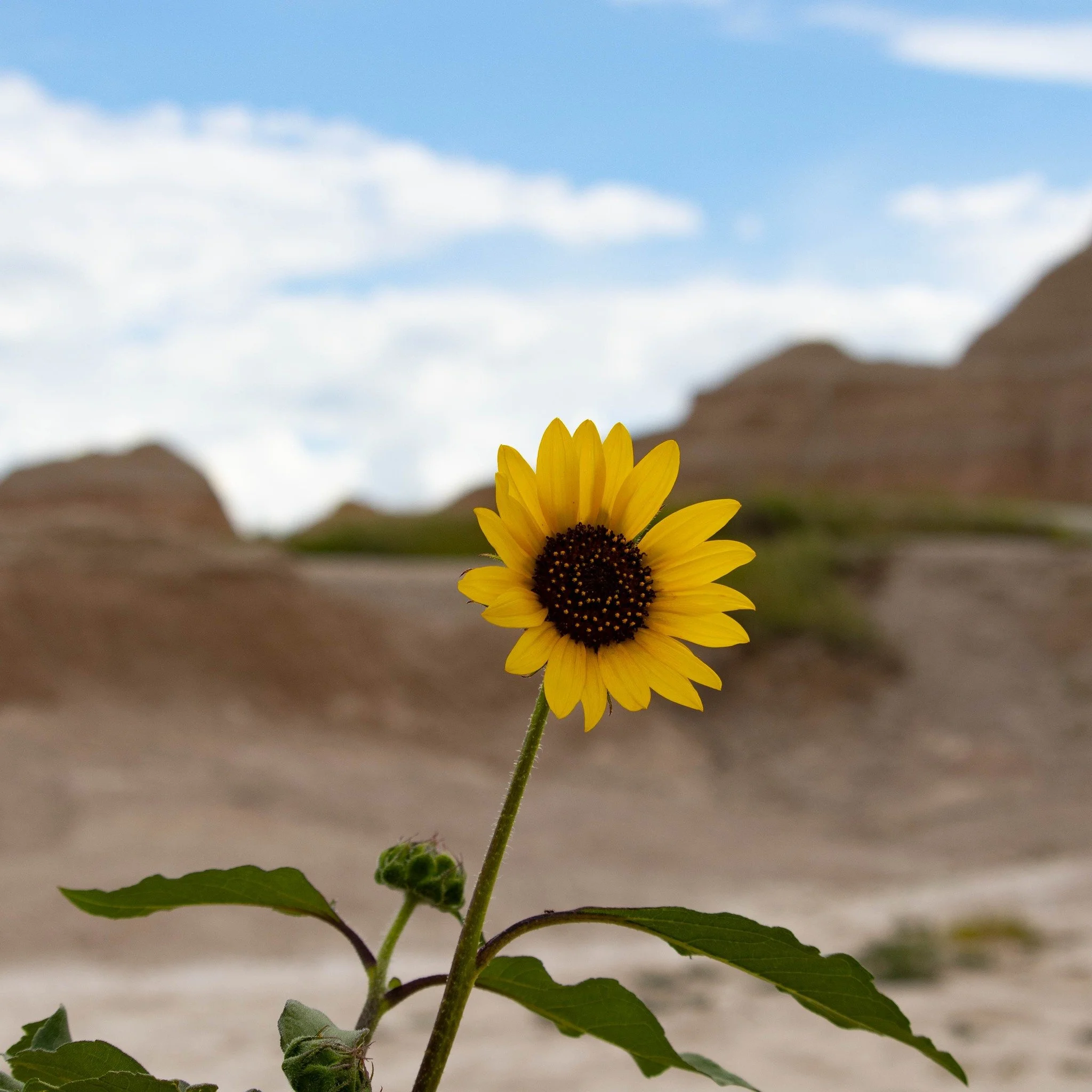 Here are our favorite pictures from our recent trip to Badlands National Park in South Dakota!

The Lakota were the Native Americans who owned this region prior to the United States of America government seizing it for military operations. The direct