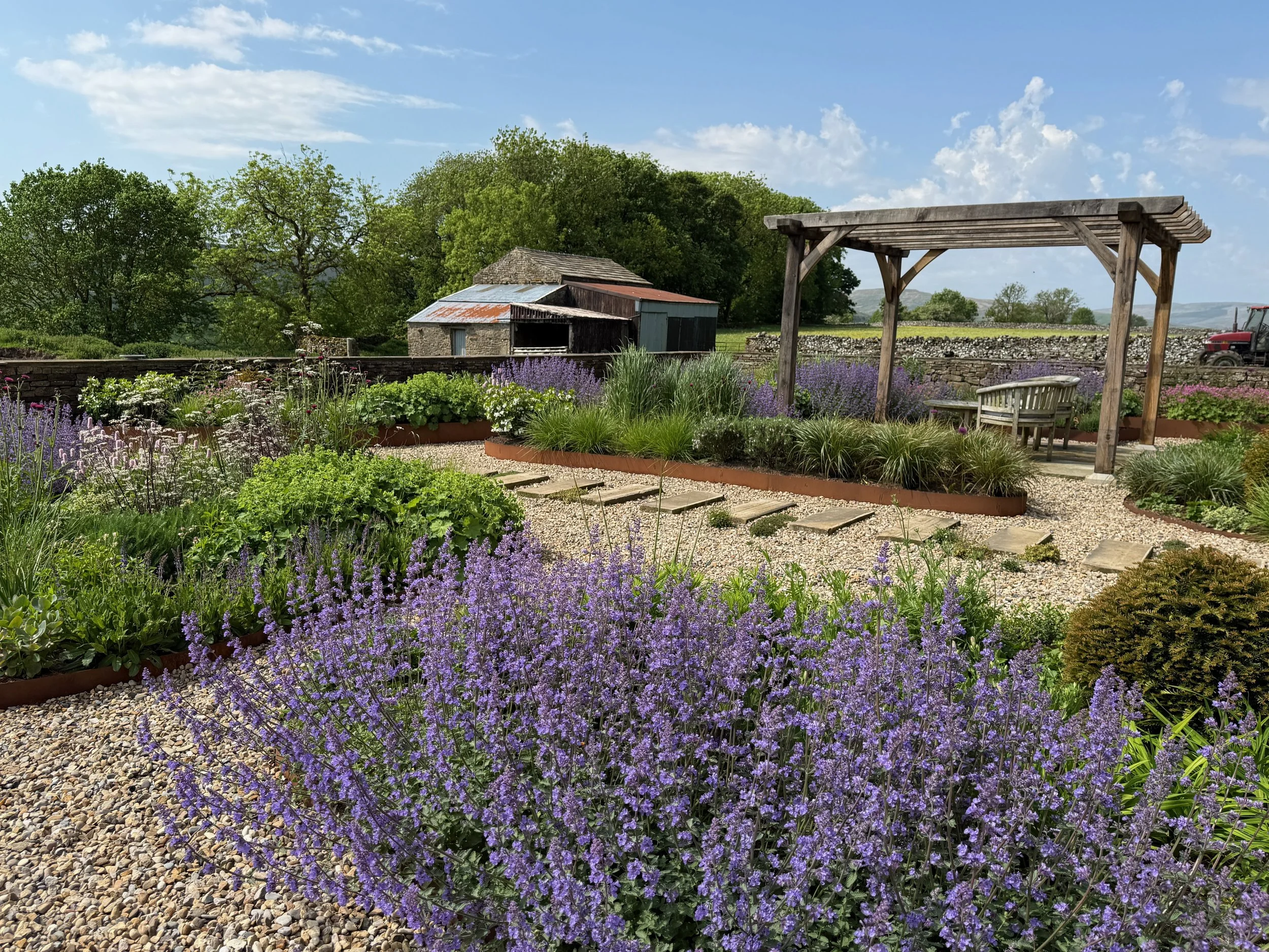 Repetition of Nepeta flowering in May