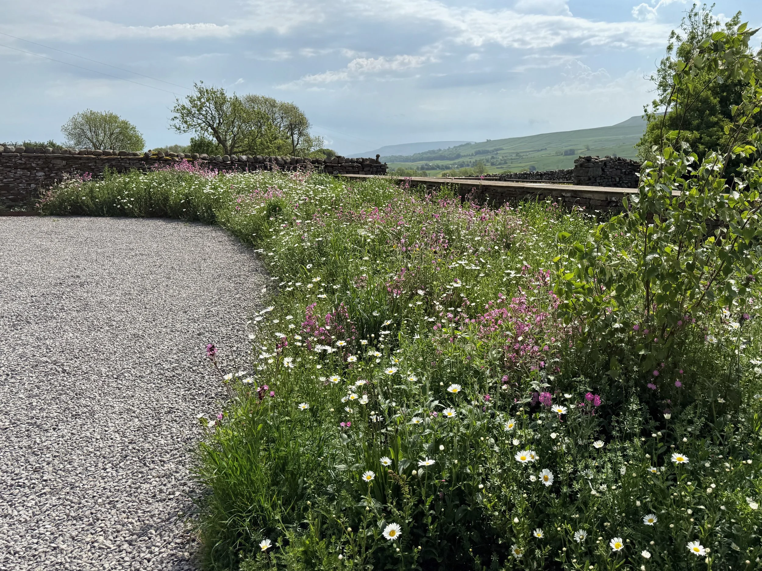 A meadow by the driveway