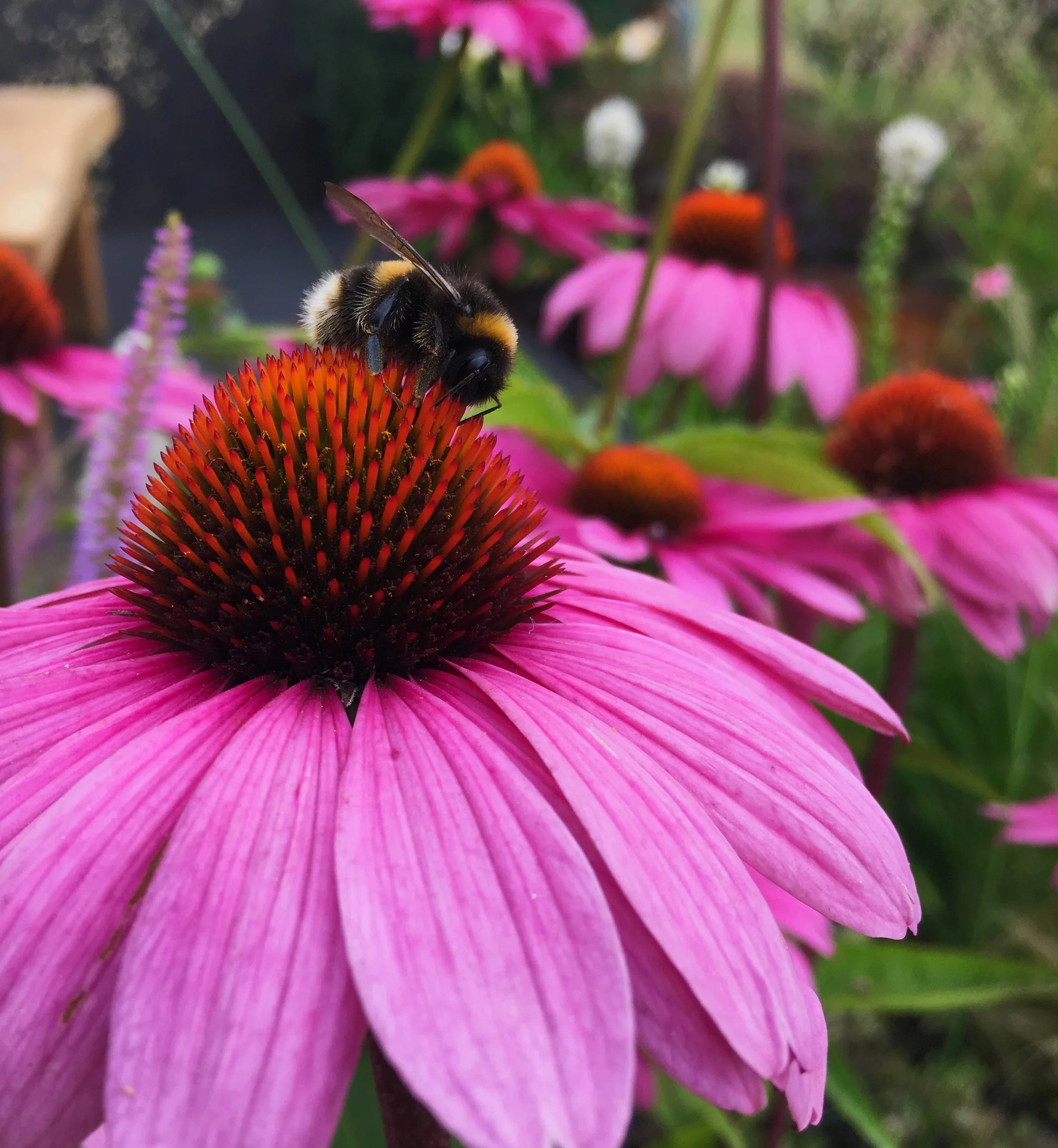 View of Biodiversity in Gardens — Haddon Studio