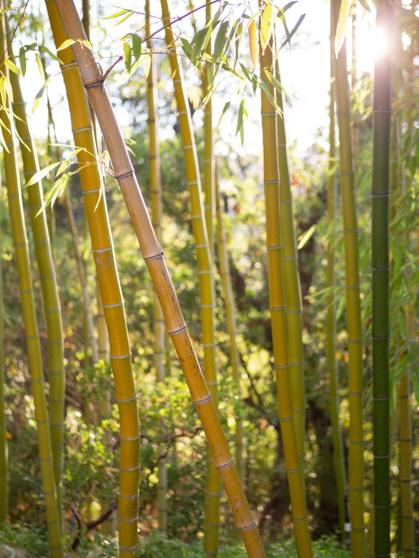 bamboo