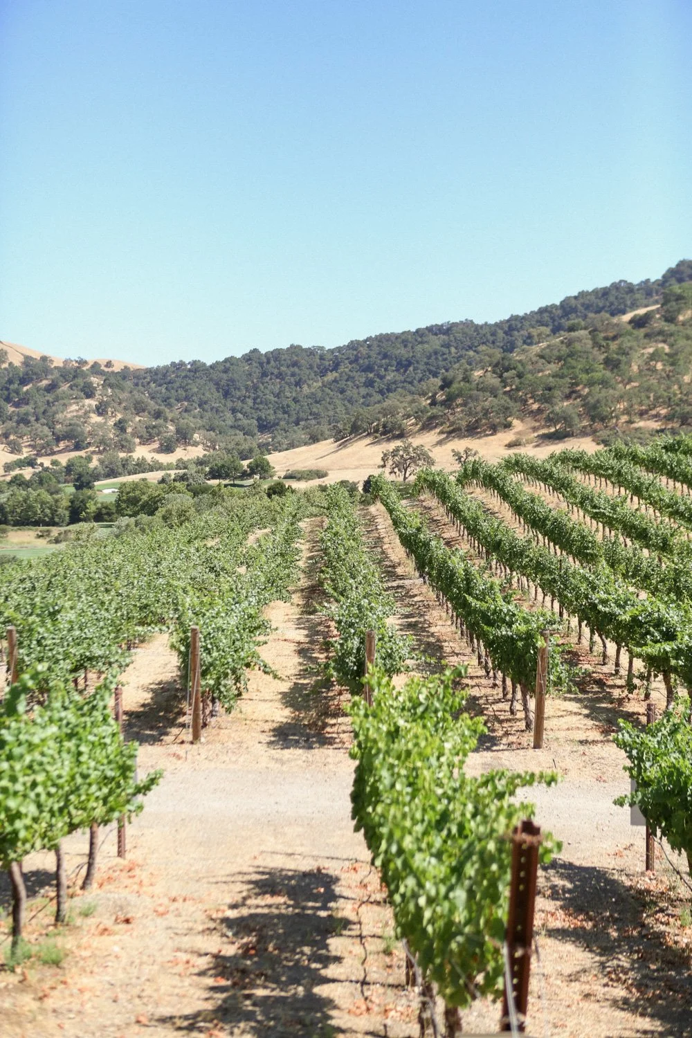 vineyards