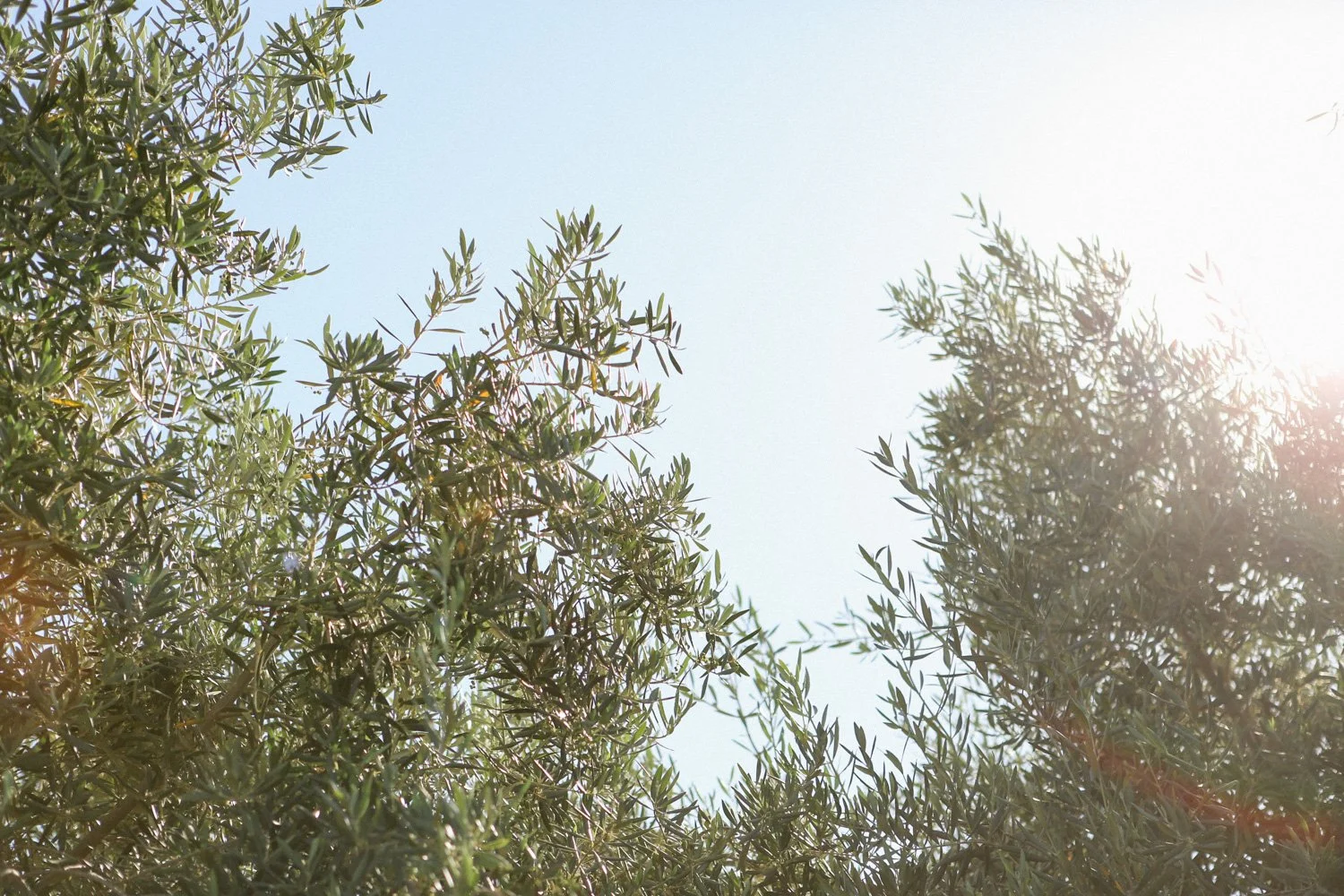 olive trees