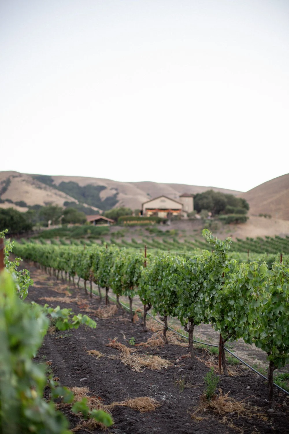 Gloria Ferrer estate