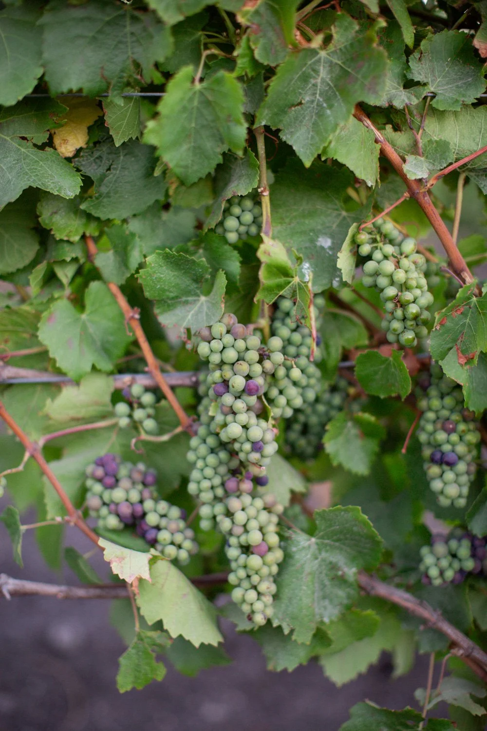 Sonoma vineyard