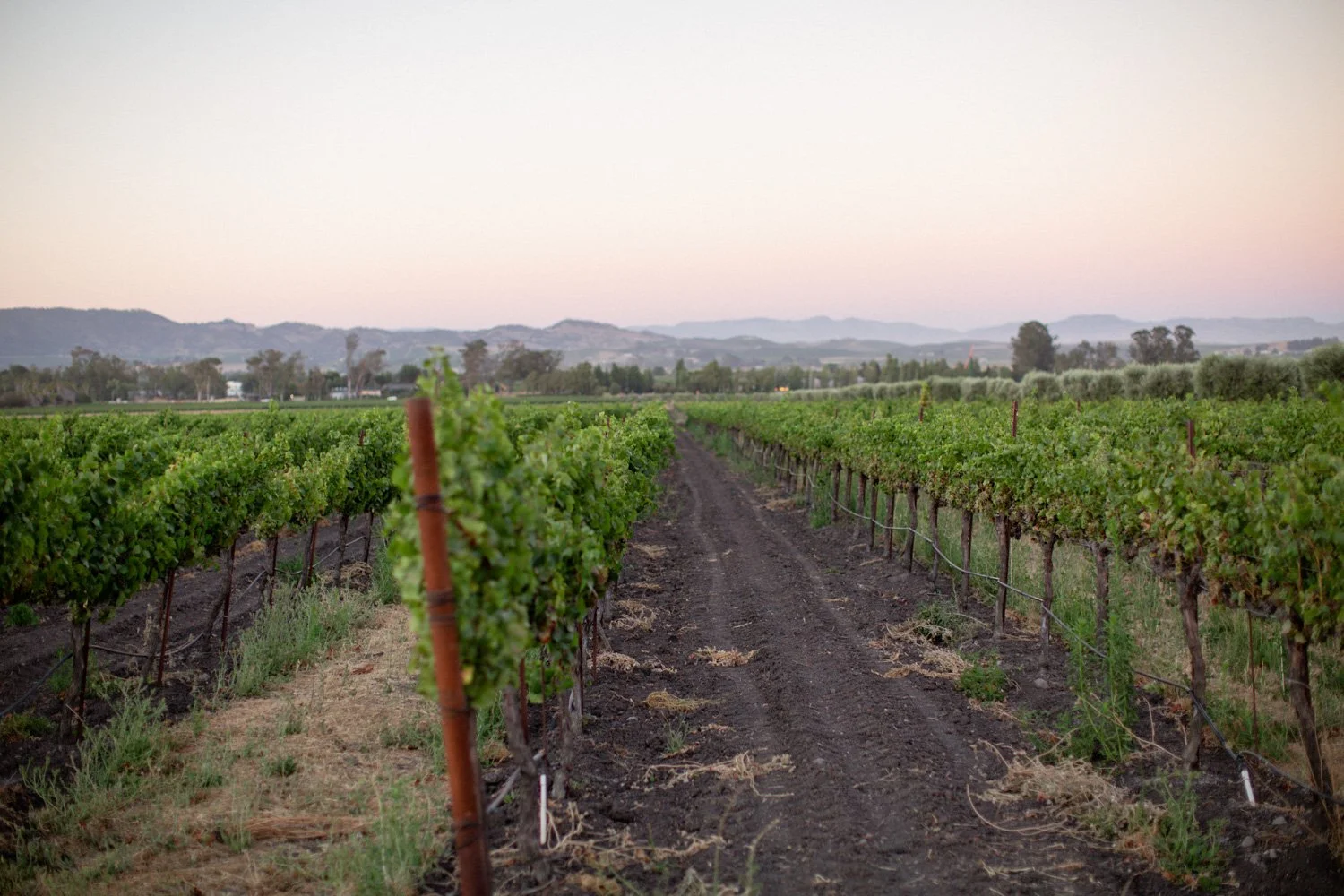 sonoma sunset