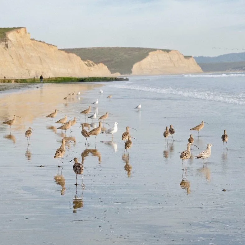 So many great NorCal beaches to choose from, but Drakes never disappoints!

#ptreyes #californiaforever #westcoast