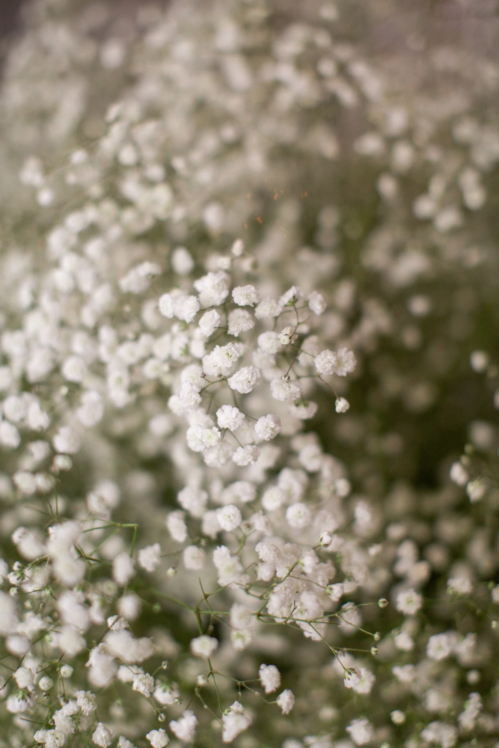 baby's breath
