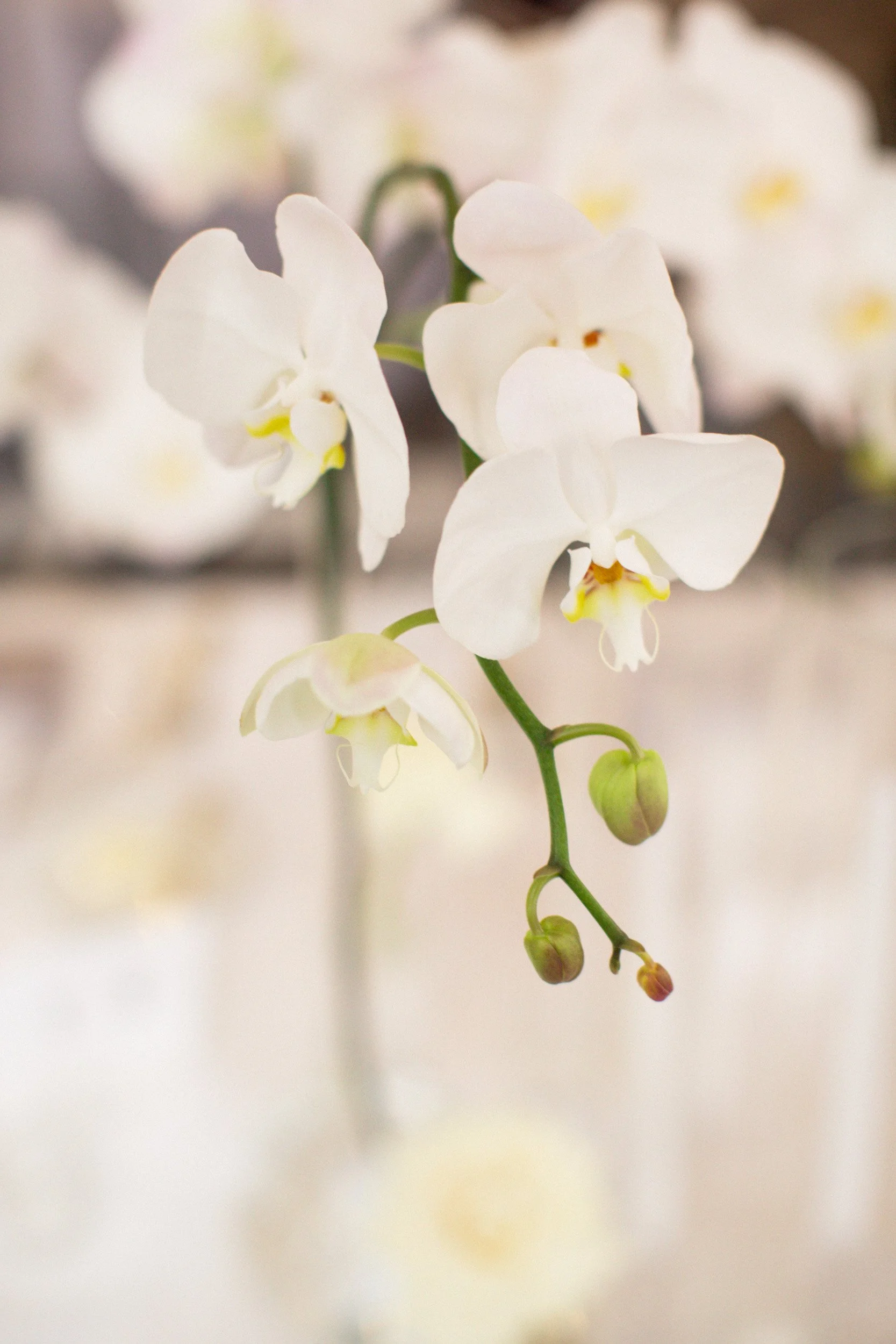 orchid