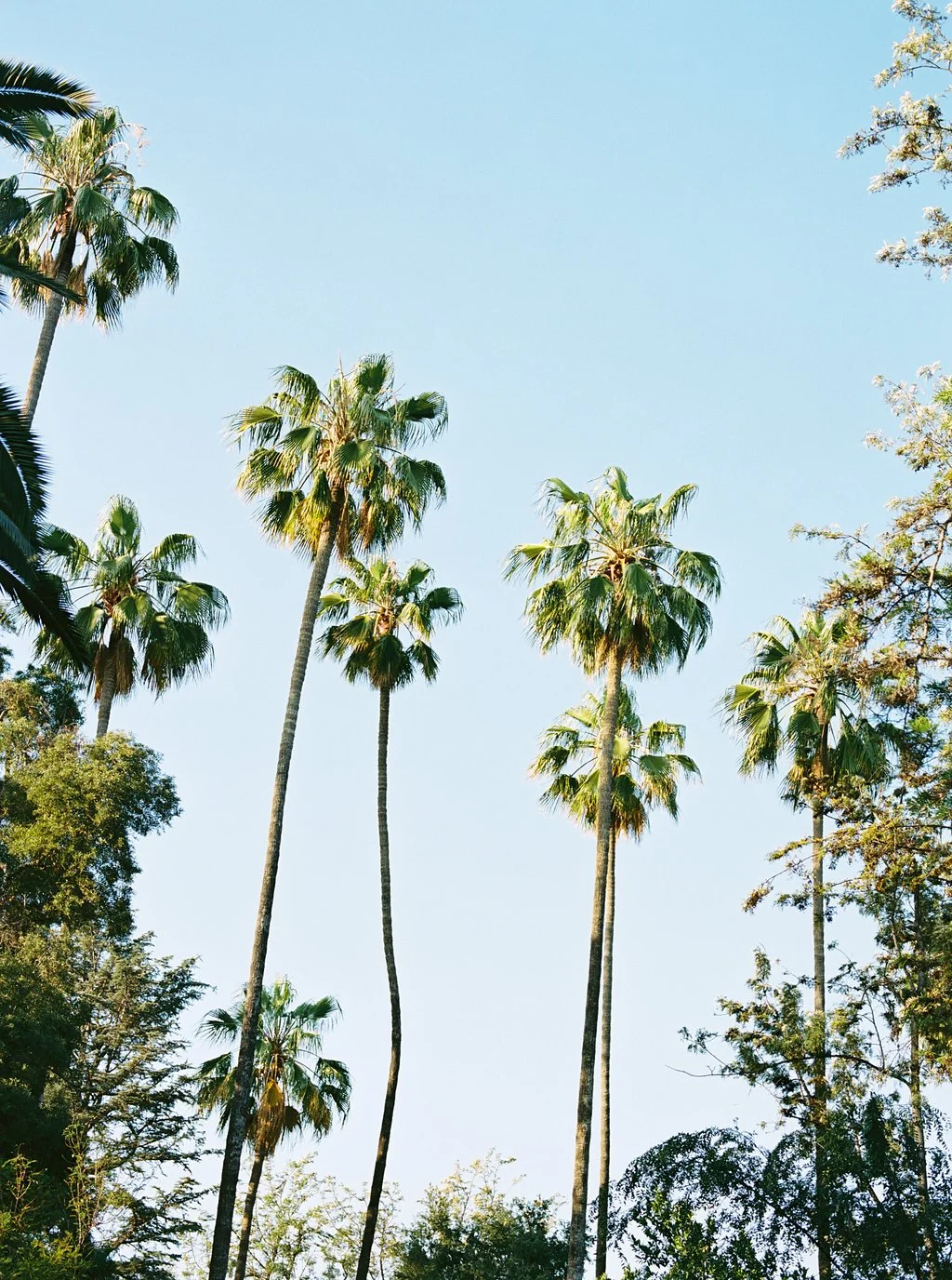 PasadenaStyledSessionFilm-335.jpg